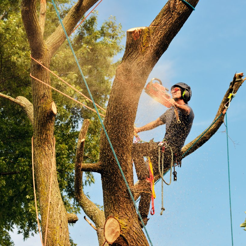 Man Cutting Tree Branch — Walsh Demolition in South Grafton, NSW