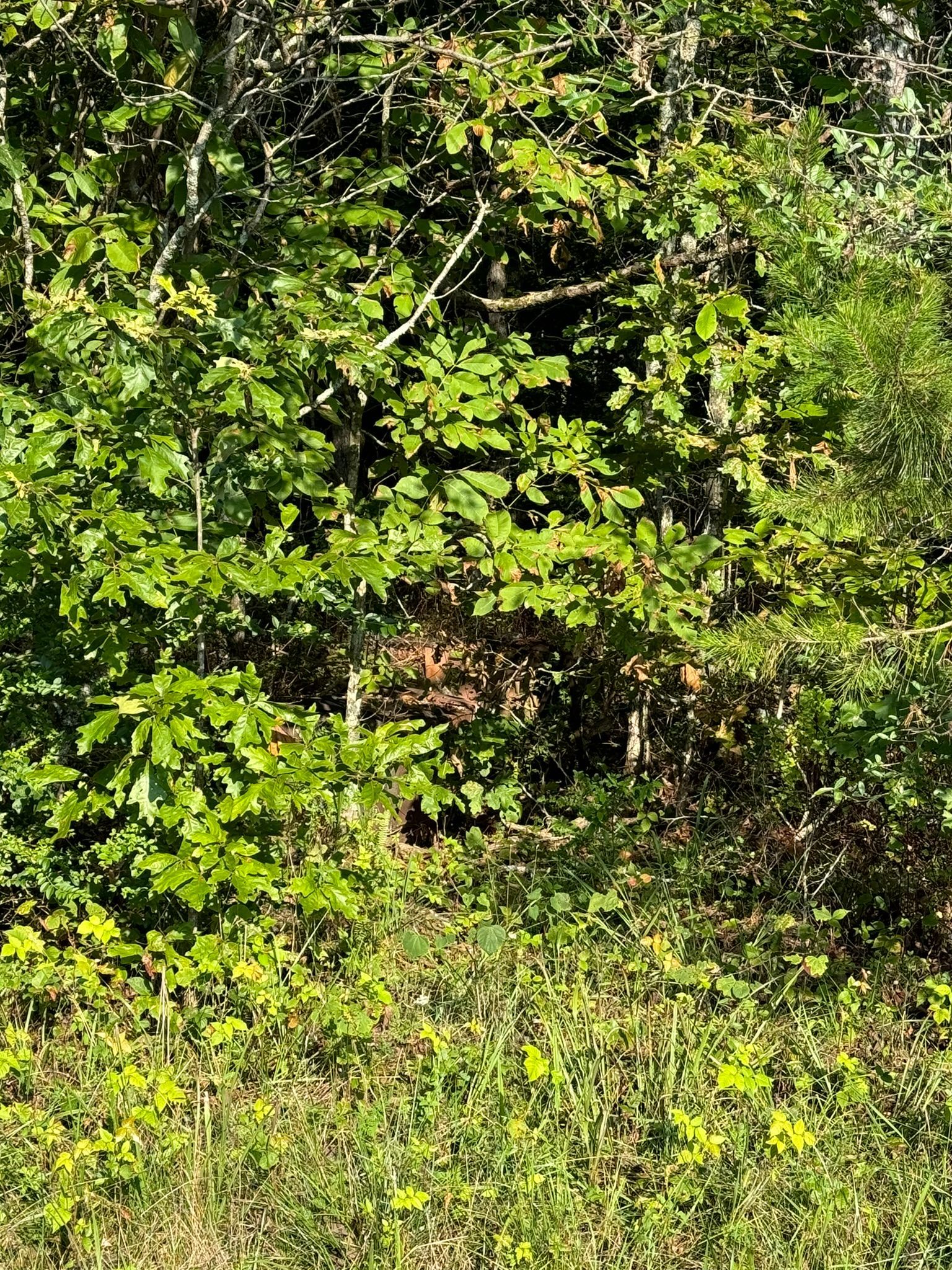 Lush green foliage with a dark opening in the center, hinting at a natural tunnel or cave.
