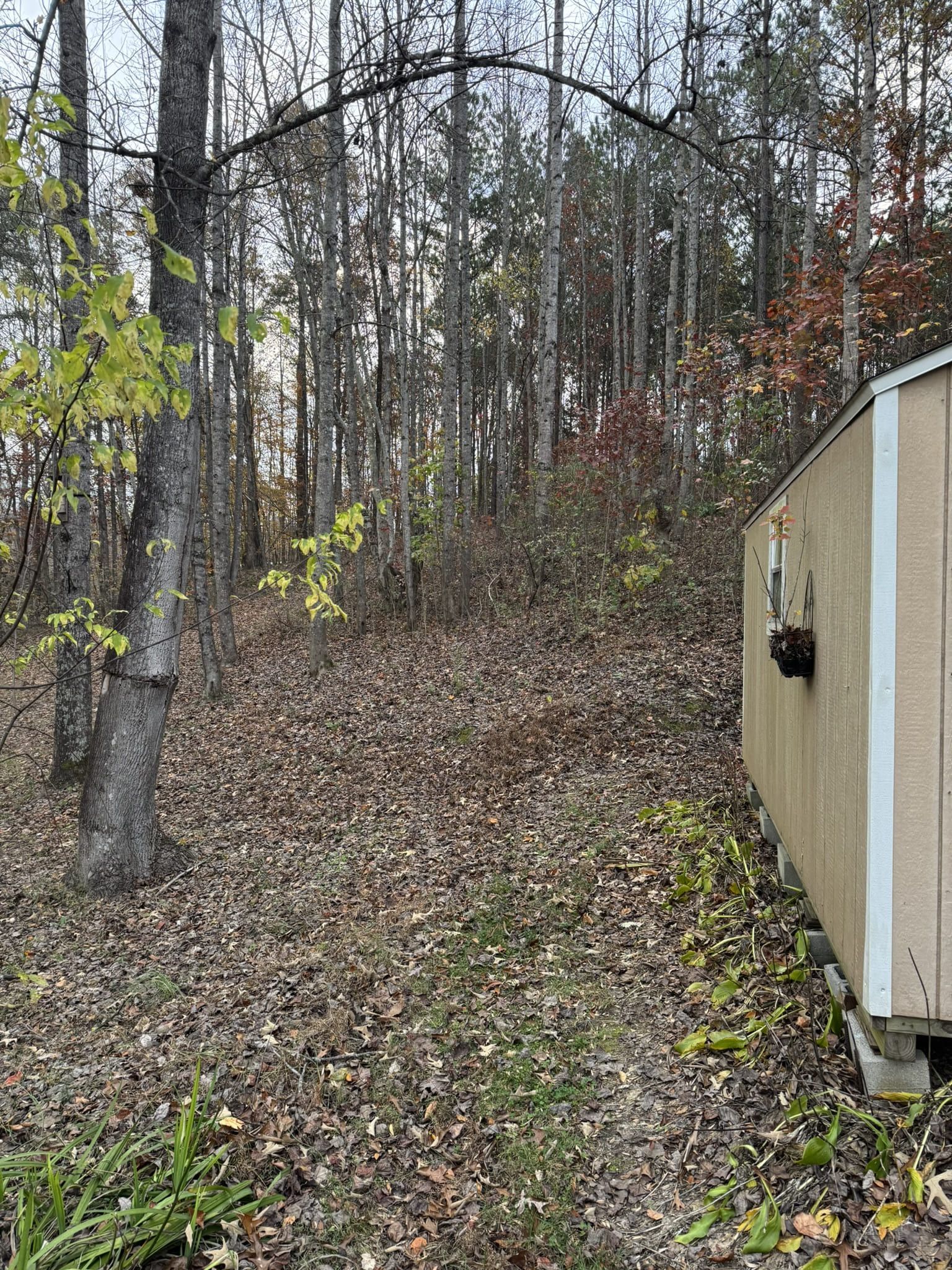 A tan shed sits right of frame, wooded area behind. Ground covered in leaves, trees bare.