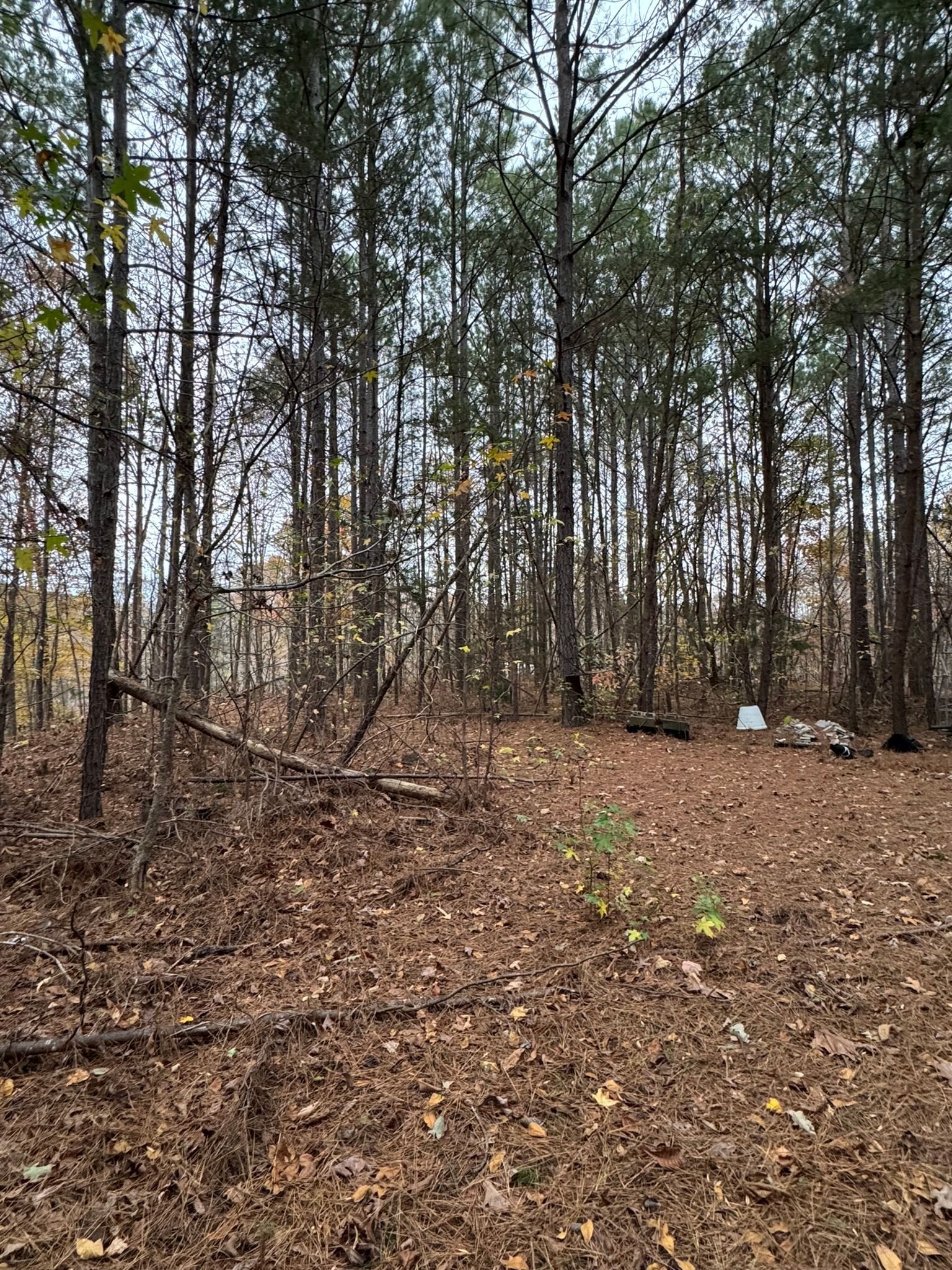Forest scene with bare trees, brown leaves, and a clearing.