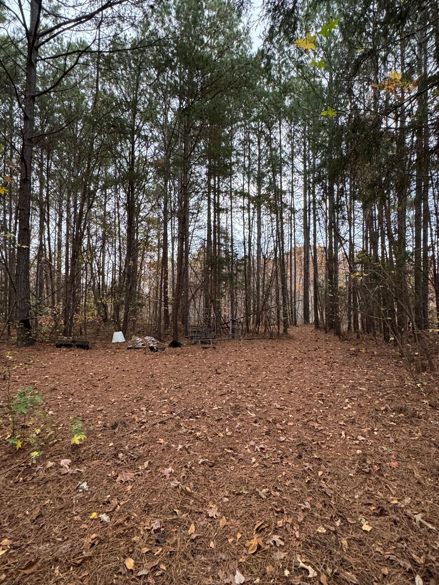 Forest floor covered in brown leaves; tall trees in the background.