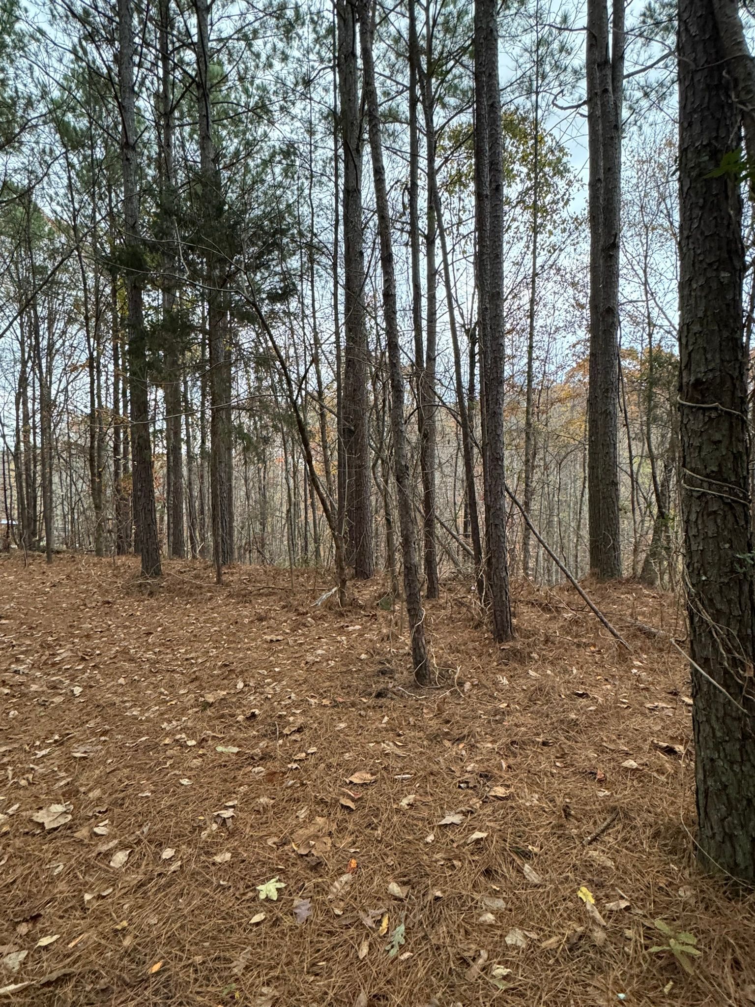 Forest floor covered in brown leaves with tall trees under an overcast sky.