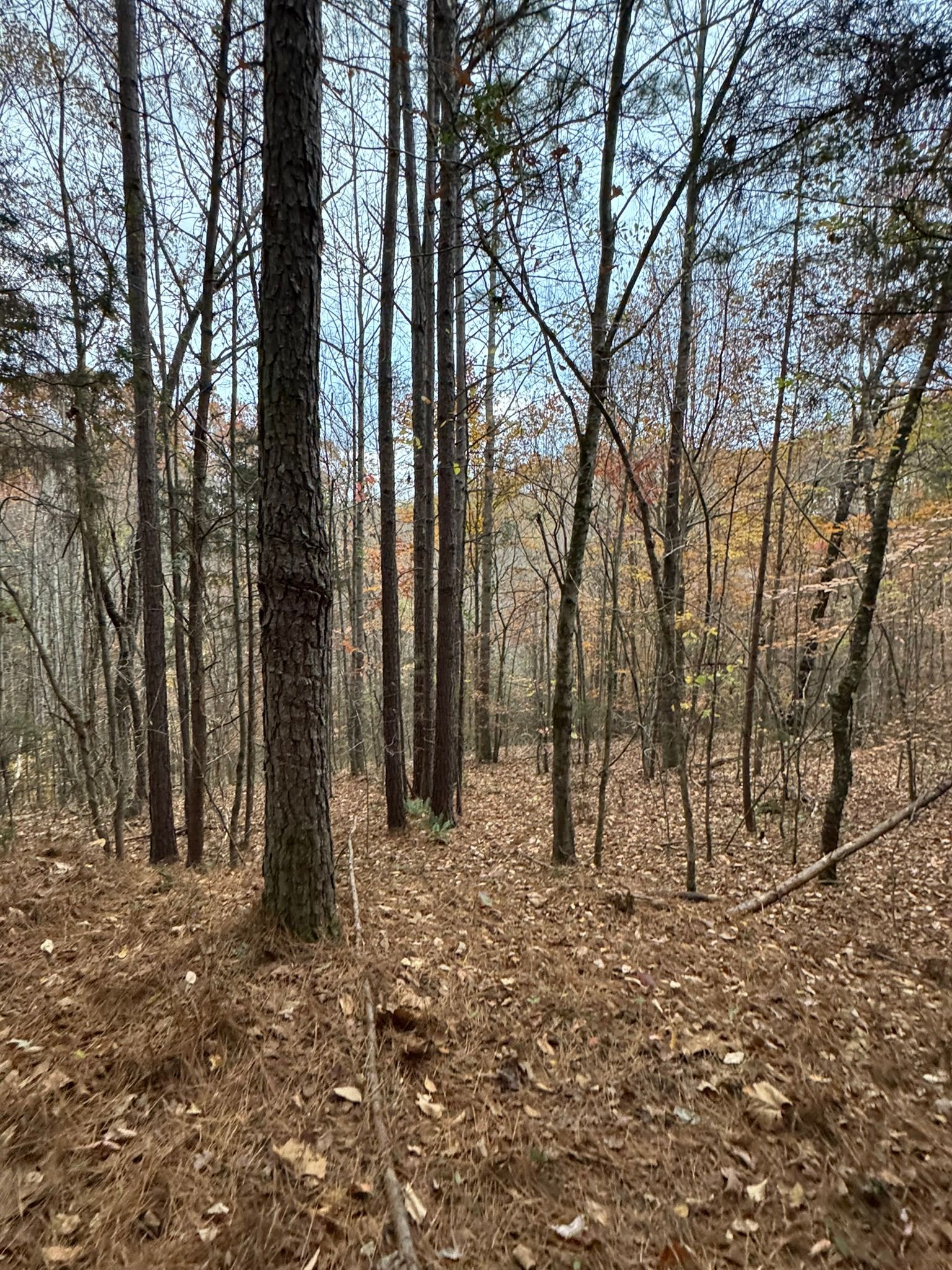 Forest scene with tall, thin trees, fallen leaves, and a slightly overcast sky.