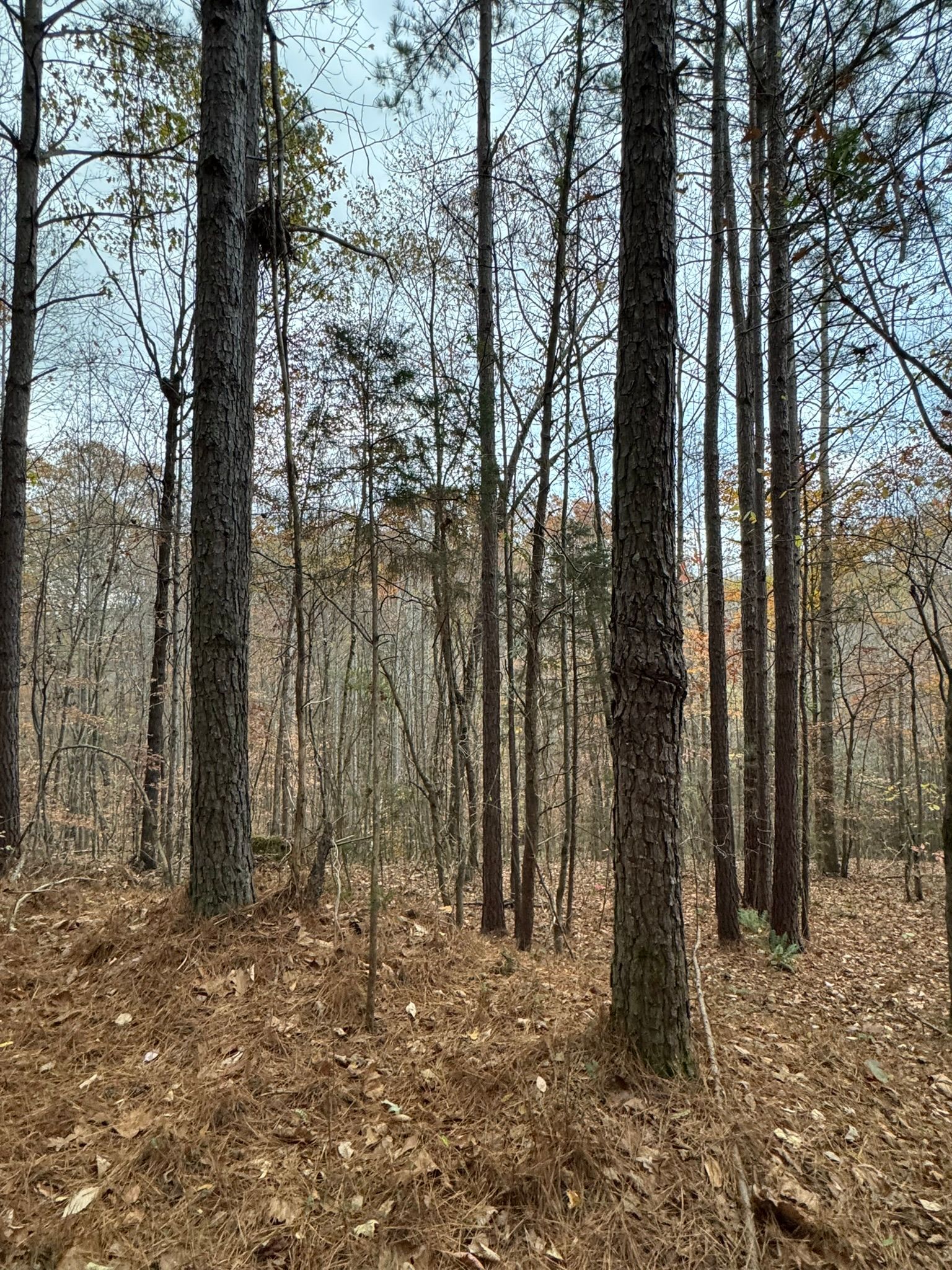 Trees in a forest with brown leaves on the ground and a blue sky in the background.