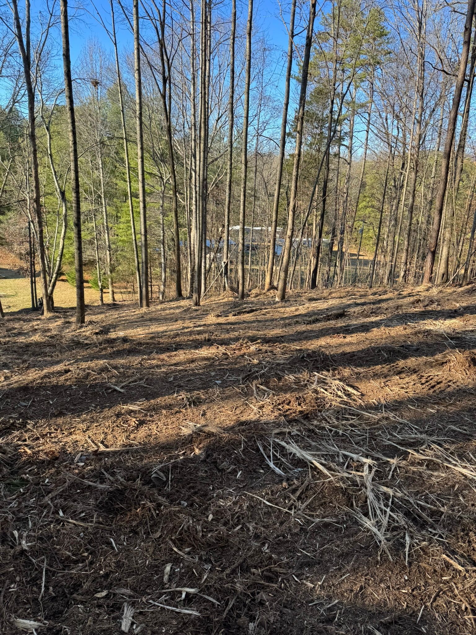 View of bare trees in a wooded area with a clear blue sky; ground covered in leaves and debris.