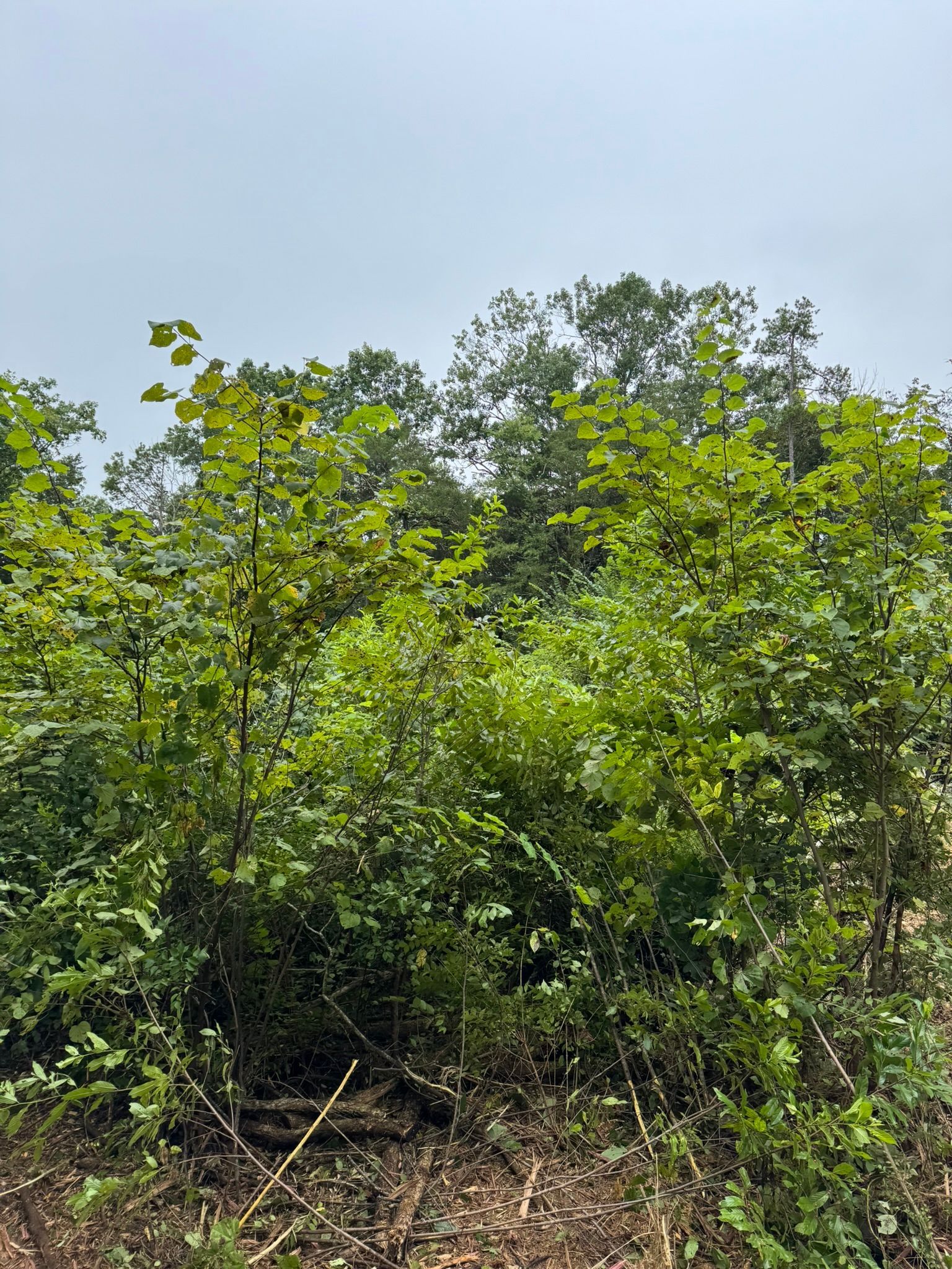 Lush green trees and foliage against a cloudy sky.