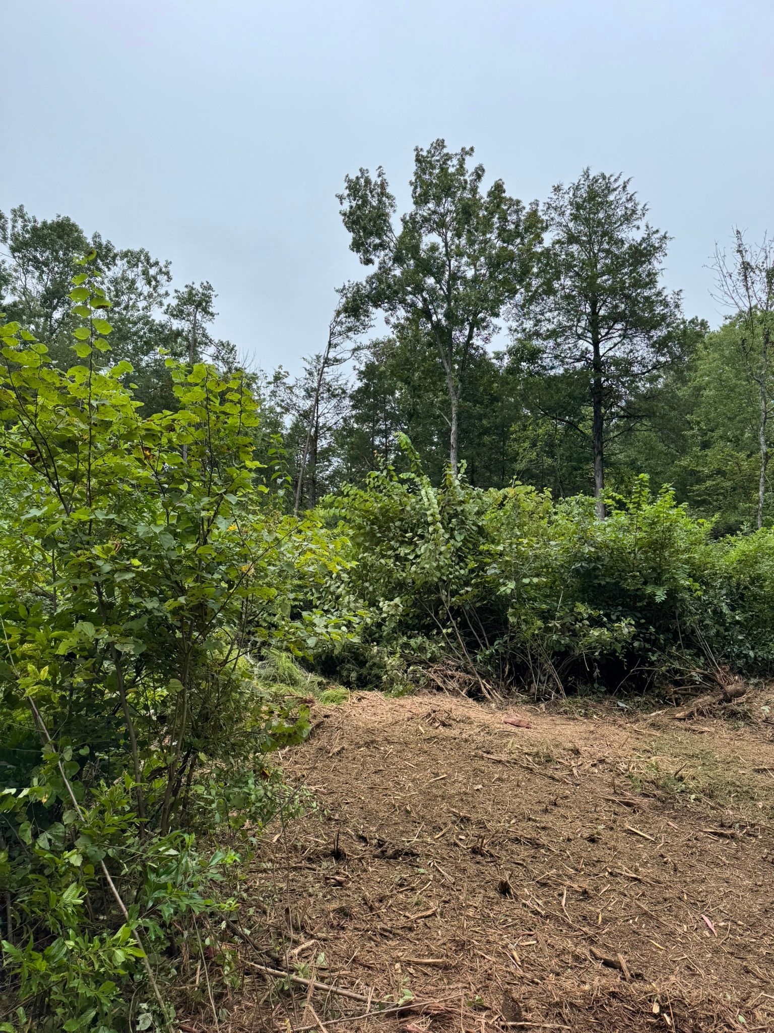 Clearing in forest with brown ground and green foliage under a hazy sky.