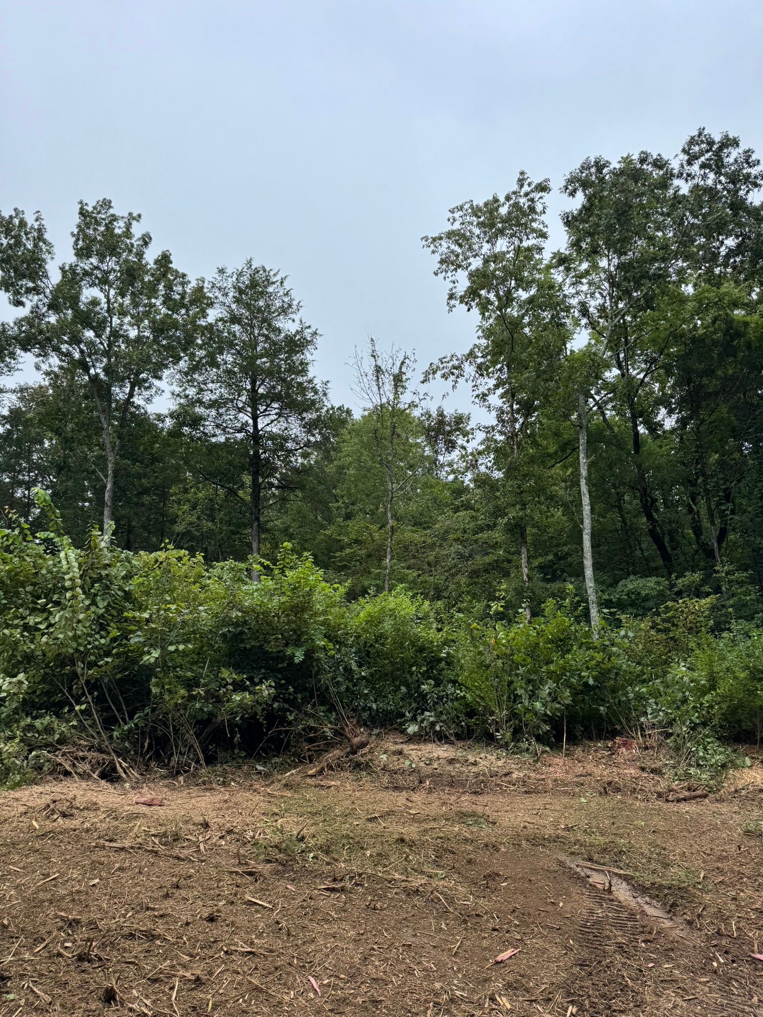 Green trees and bushes border a brown dirt area, overcast sky in background.