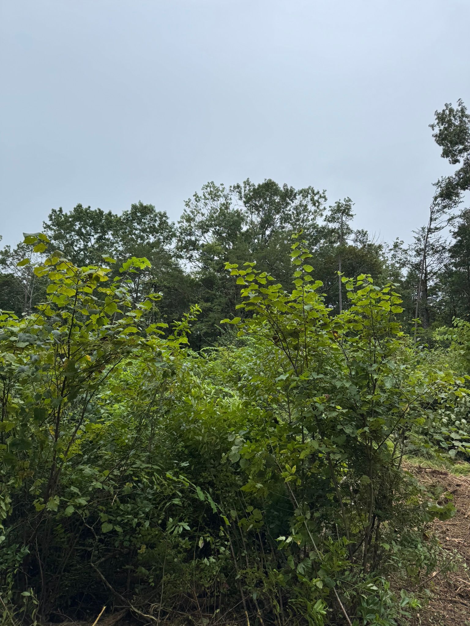 Green trees and bushes under a hazy, light-blue sky.