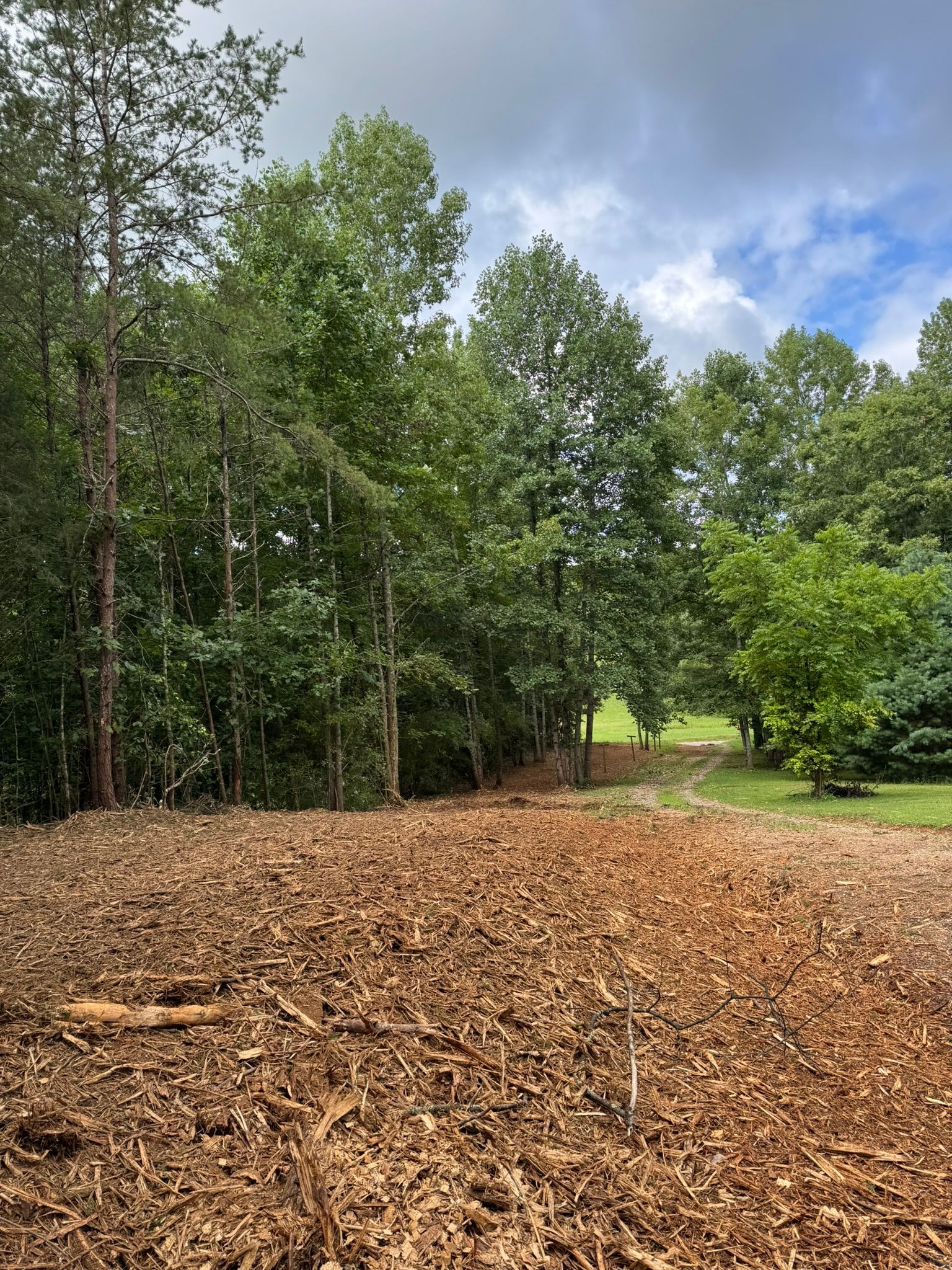 Wood chips cover a cleared area in front of a line of trees, overcast sky in the background.