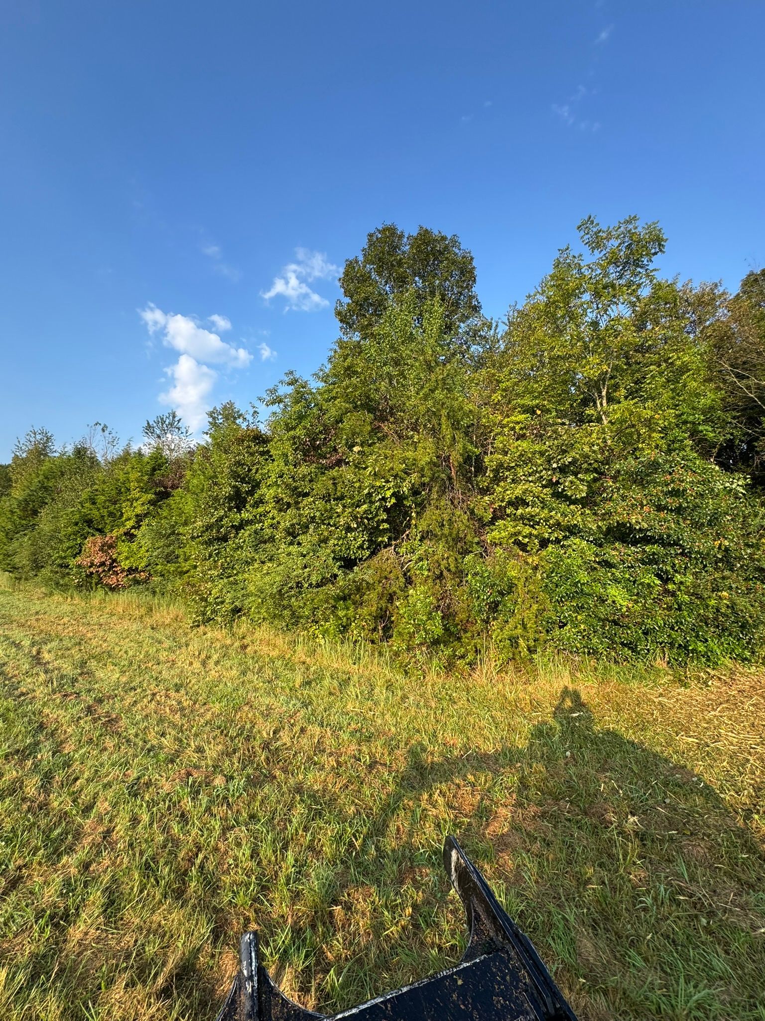 Grassy field edge with thick green bushes and trees under a blue sky with some clouds.