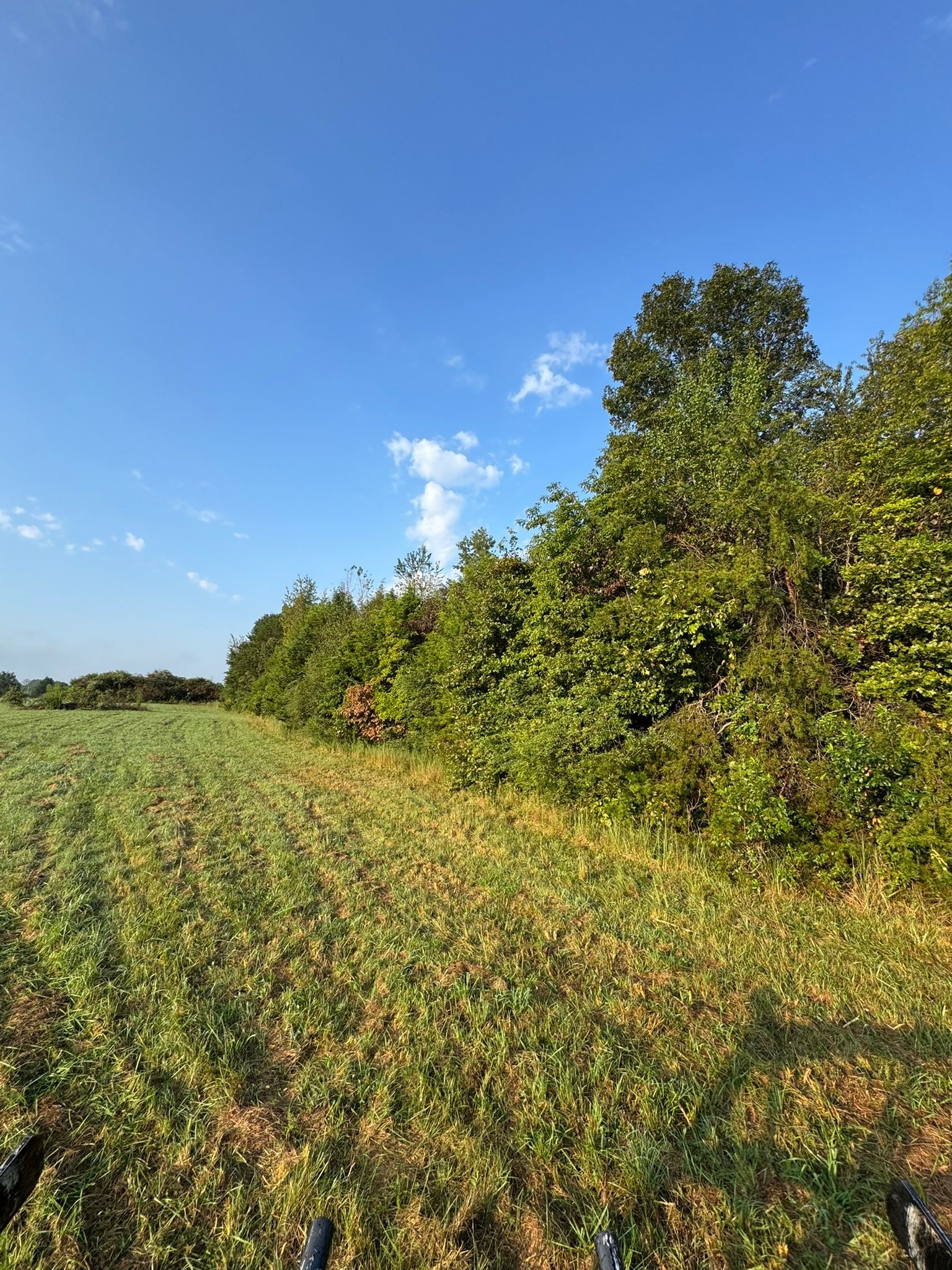 Field of crops next to a line of green trees under a blue sky.