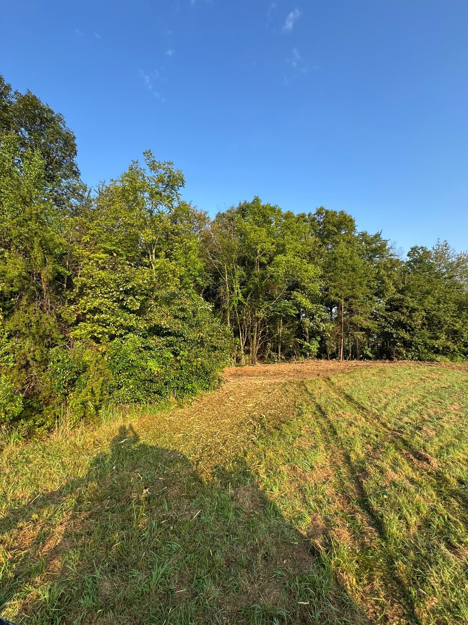 Edge of a grassy field with trees against a clear blue sky. Sunlight casts long shadows.