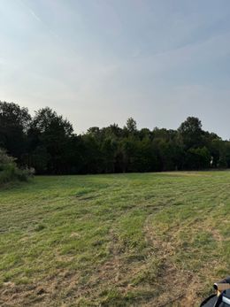 Grassy field with a row of trees at the back under a clear, hazy sky.