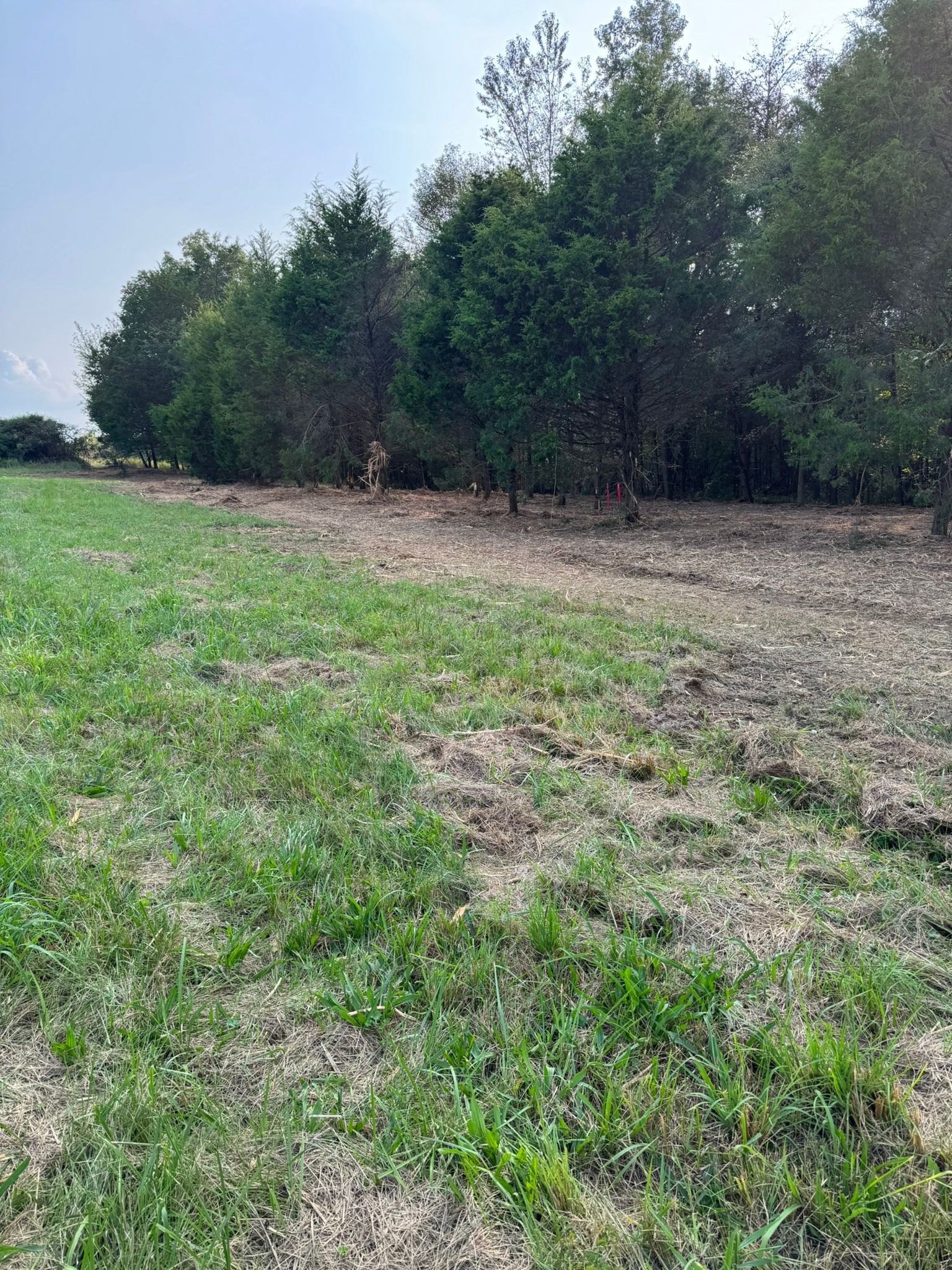 Grassy field with a row of trees in the background under a blue sky.