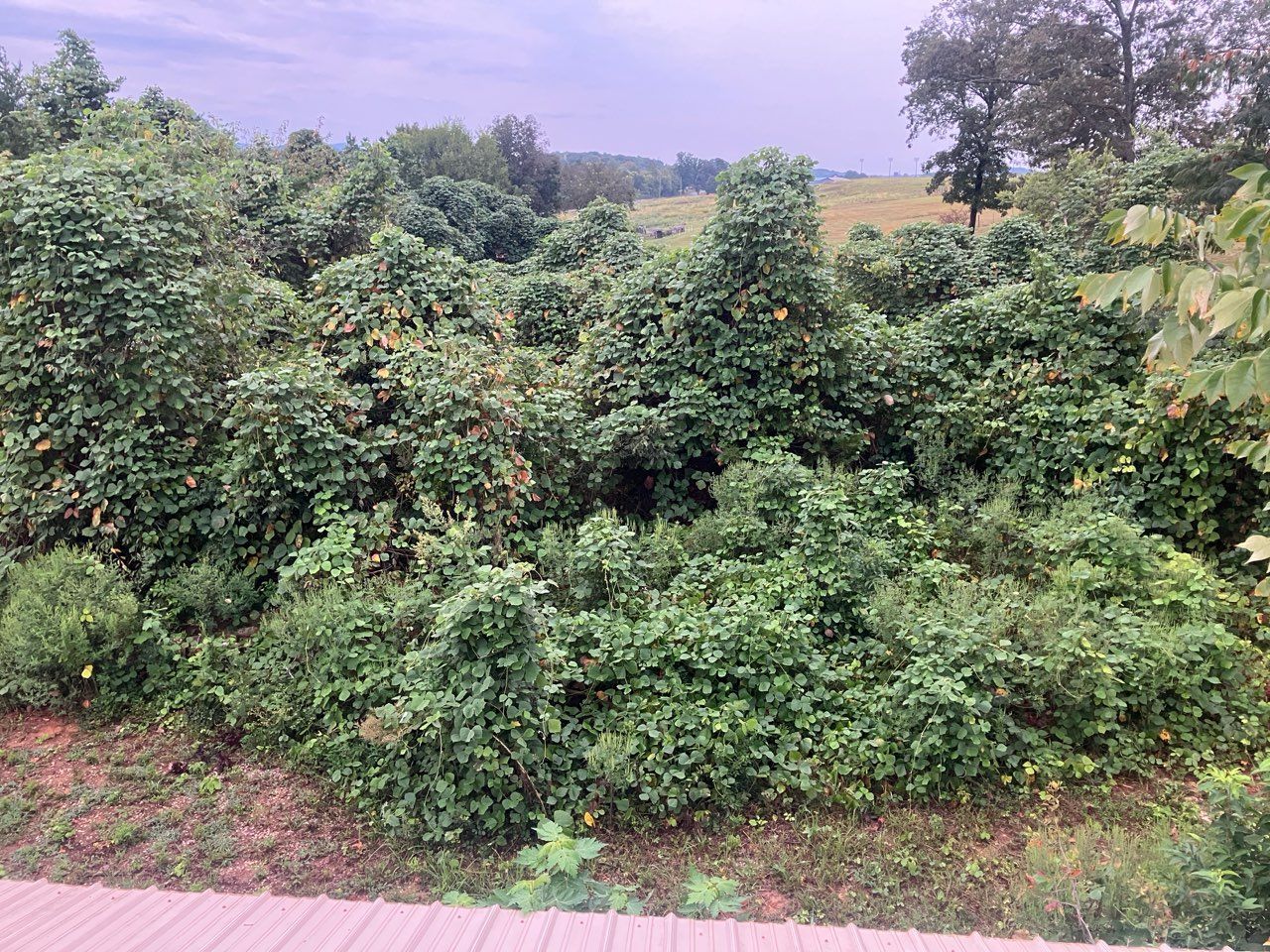 Overgrown green foliage, likely Kudzu, in an outdoor setting under a cloudy sky.