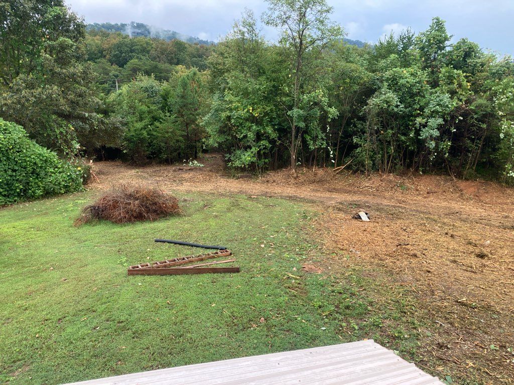 Lush green grass and trees with brown brush in a backyard setting.