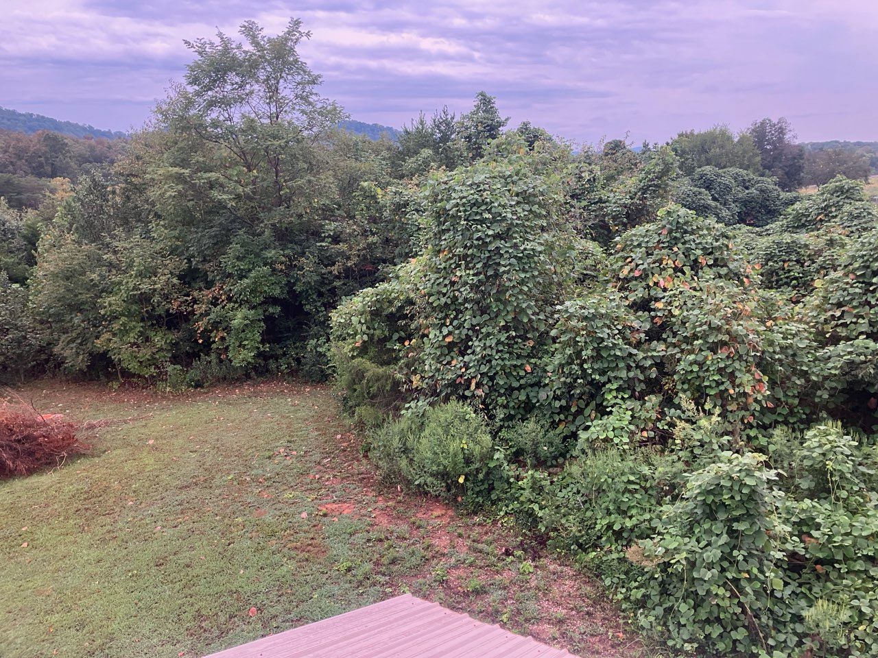 Overgrown green foliage, including trees and bushes, covers a landscape under a cloudy sky.