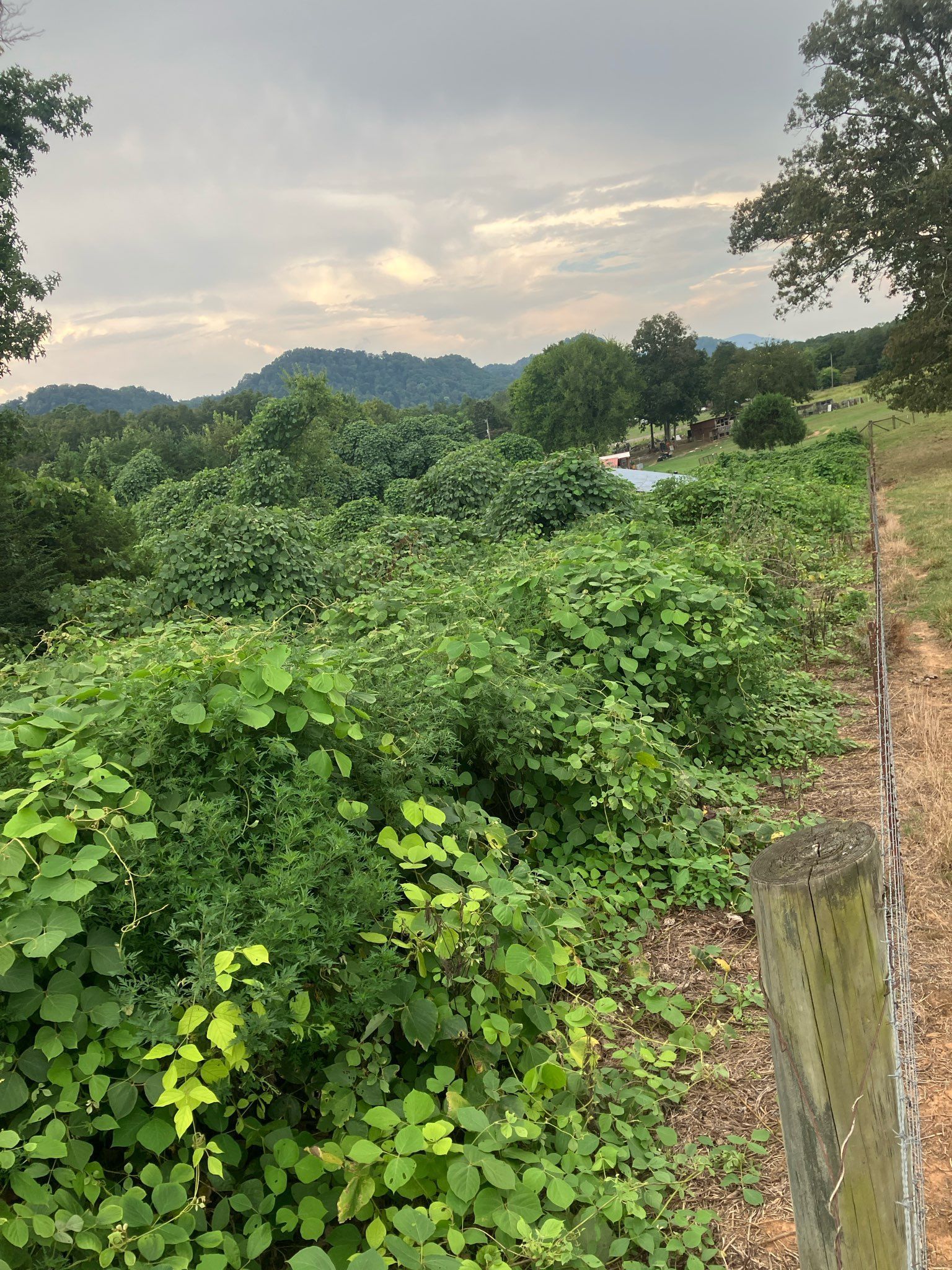 Overgrown green foliage, cloudy sky, trees, and a wooden post in a rural setting.