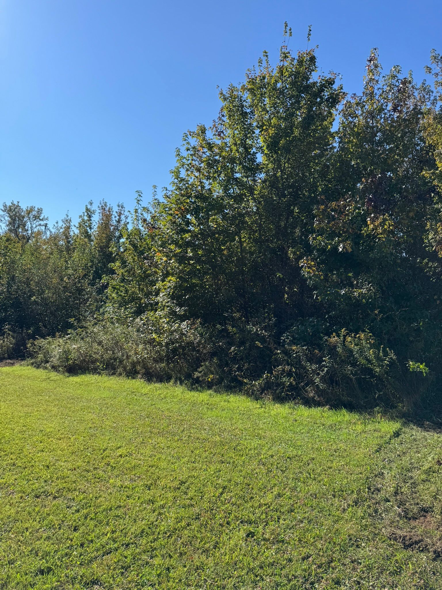 Green grass and trees against a blue sky. Some branches on the ground.