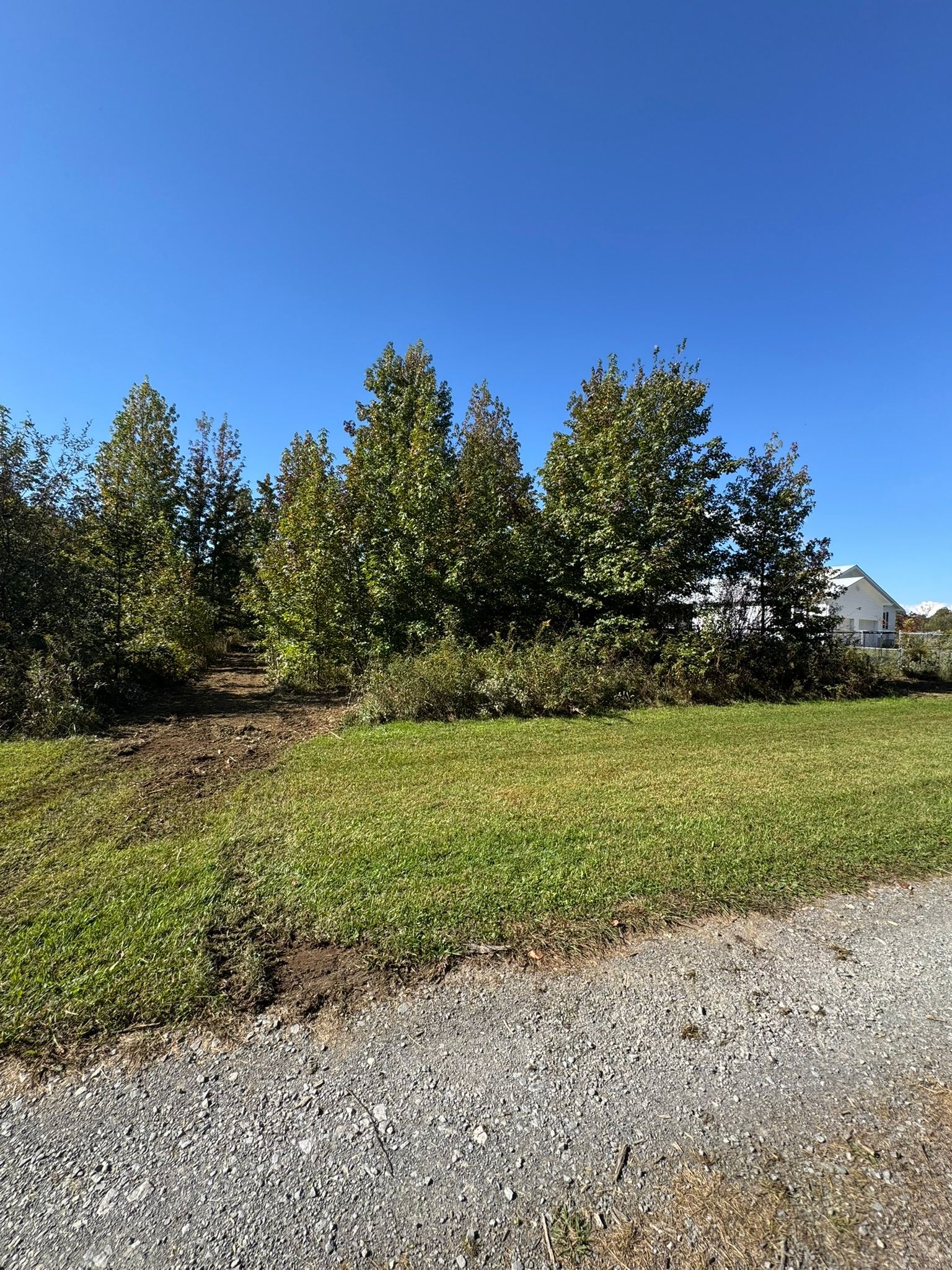 Trees with green leaves against a blue sky, set behind a grassy area and gravel path.