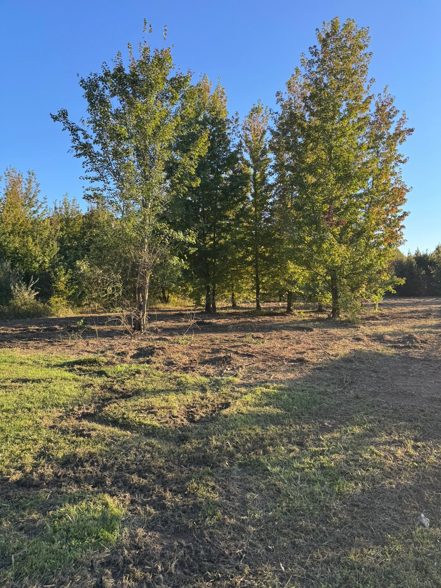 Trees with green and yellow leaves under a blue sky, in a field with dry grass.