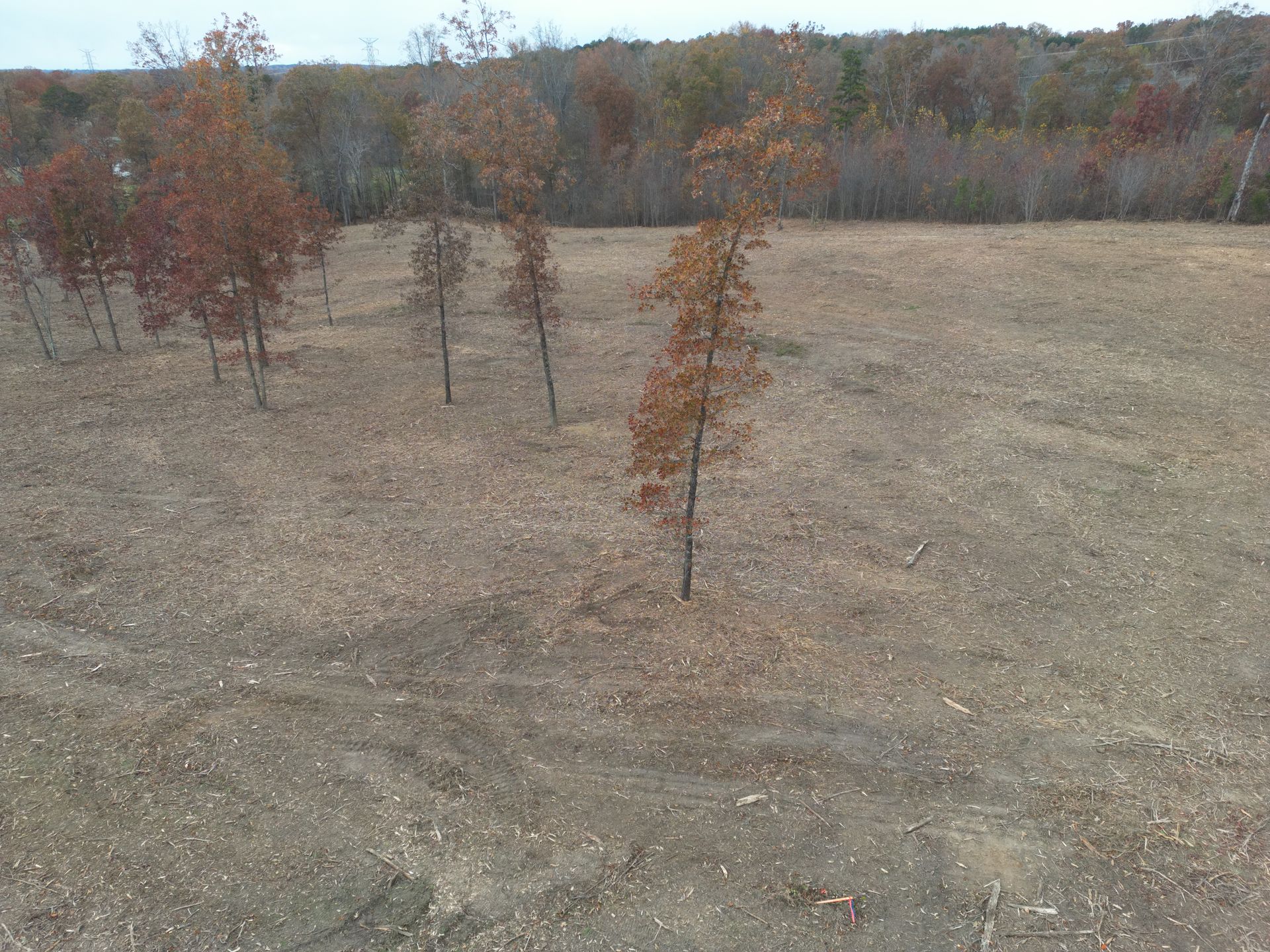 Brown field with scattered thin trees, autumnal trees in the background.