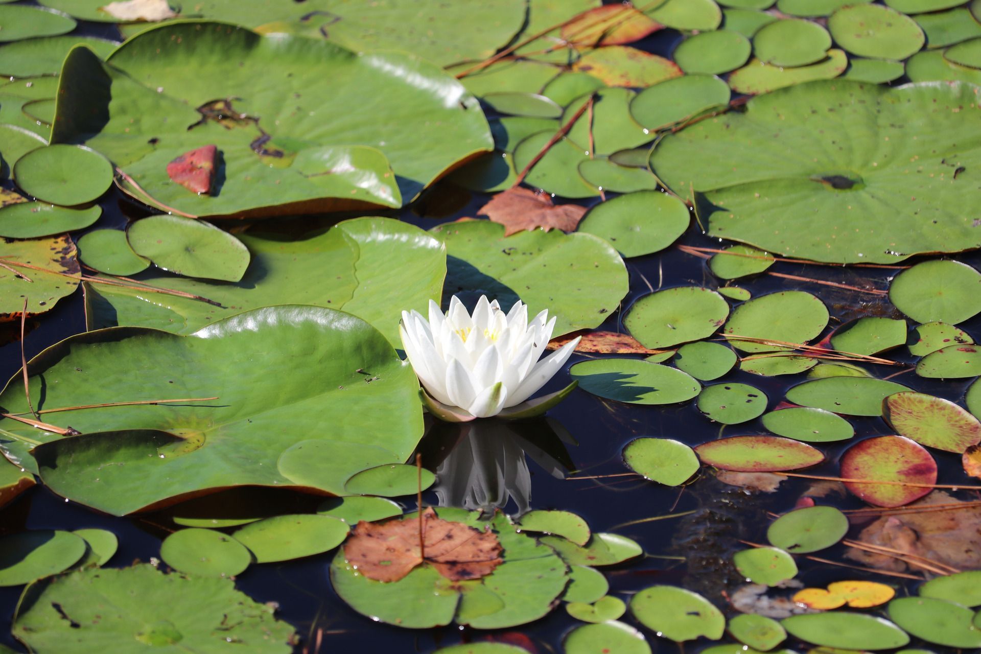 White water lily floating among lily pads in a pond.