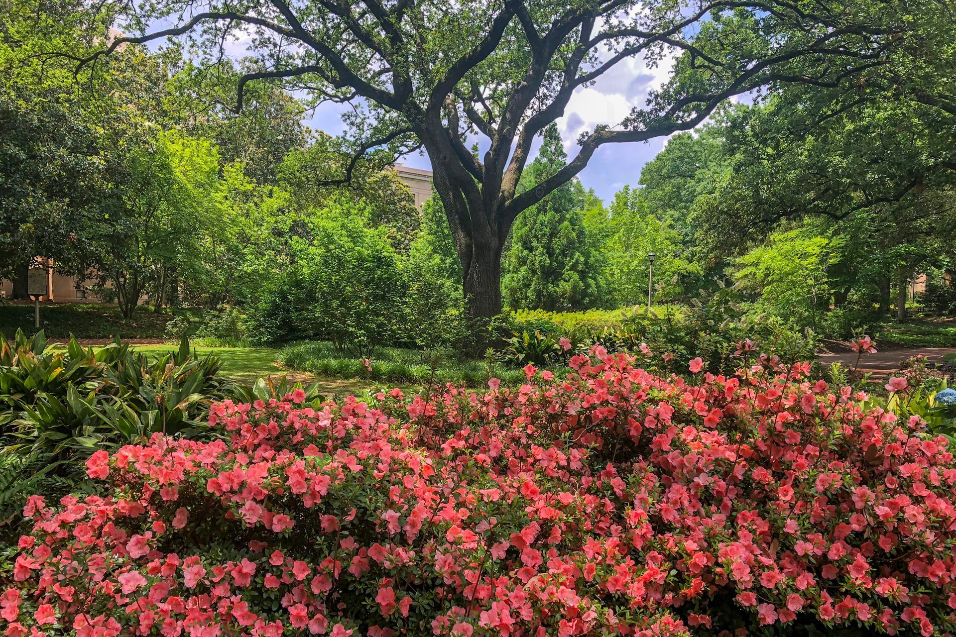 Pink azaleas in bloom in front of lush green foliage and a large tree in a park.