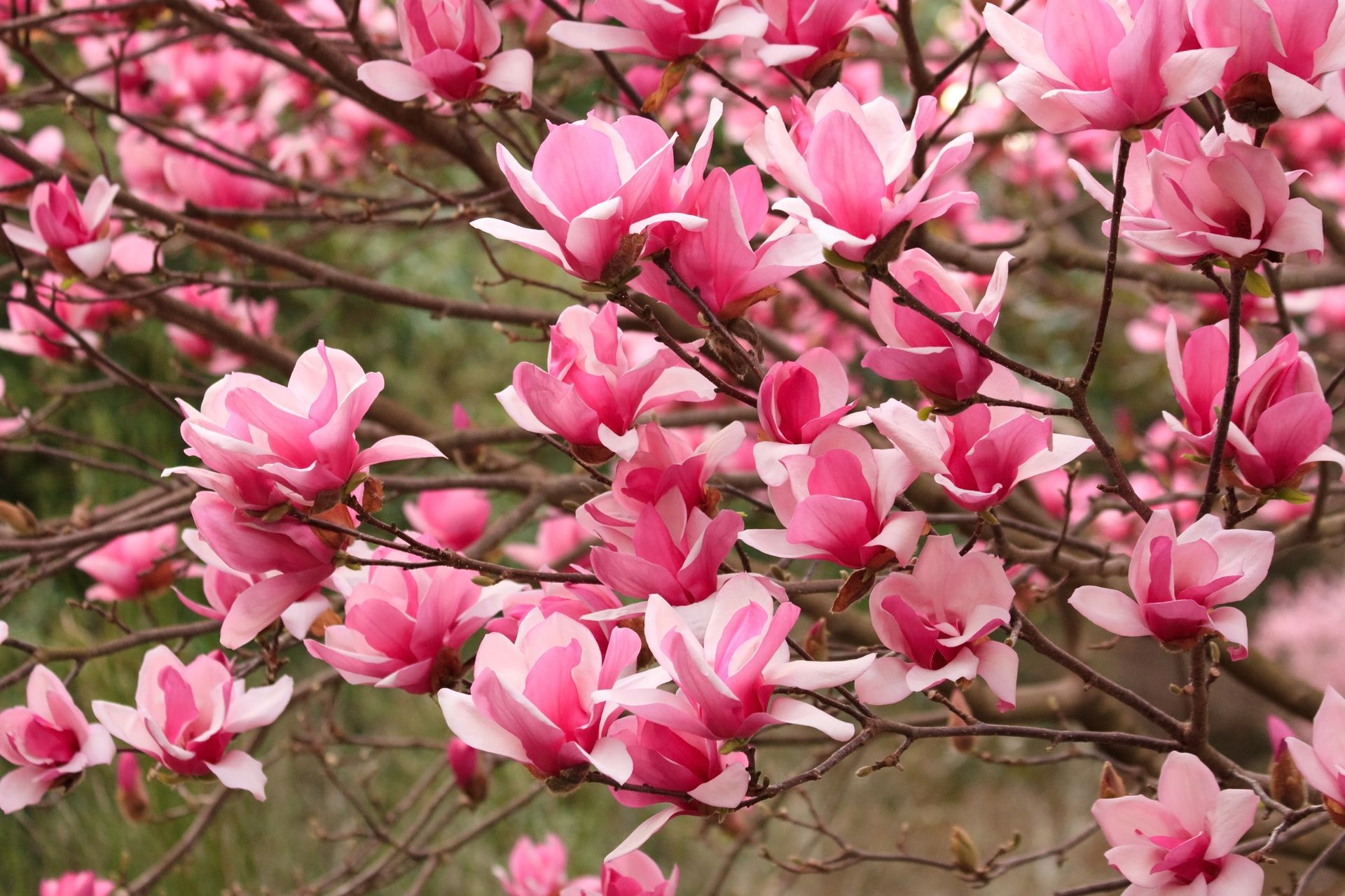 Pink and white magnolia blossoms blooming on bare branches.