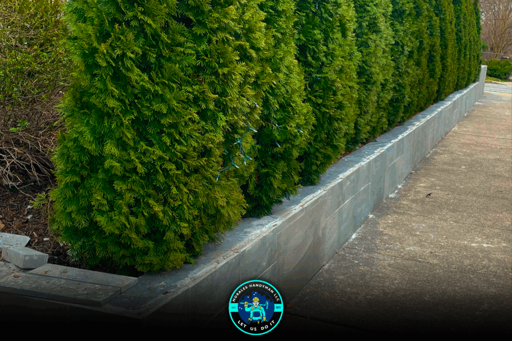 Row of green evergreen trees behind a concrete wall along a paved path.