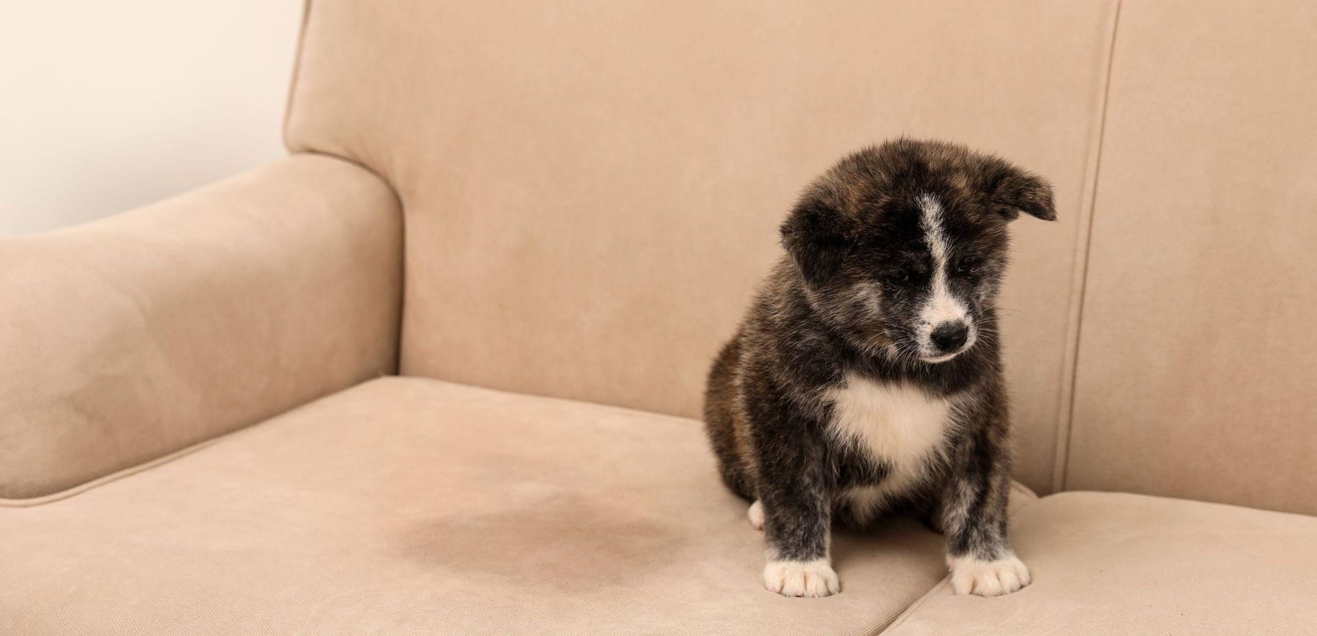 A puppy sits on a couch next to a wet spot, looking guilty.