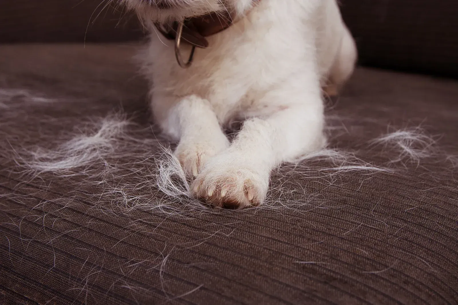 White dog on a brown couch, surrounded by its shed fur.
