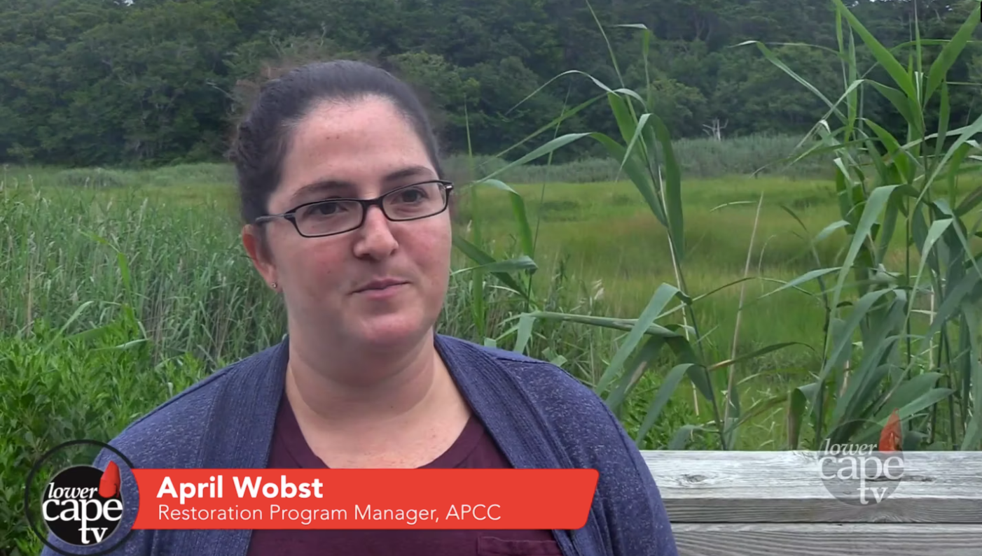 Restorations Securing Cape Cod's Future
