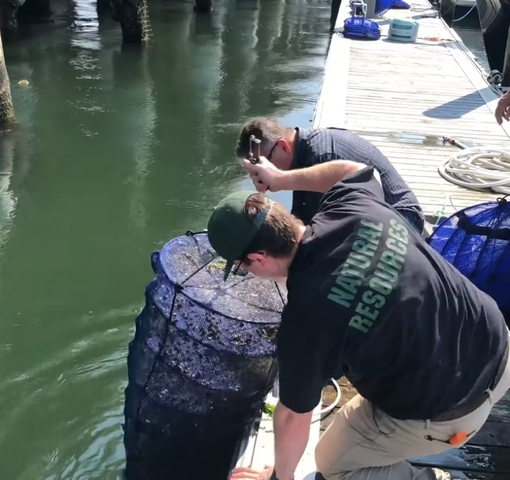 scallops in bass river