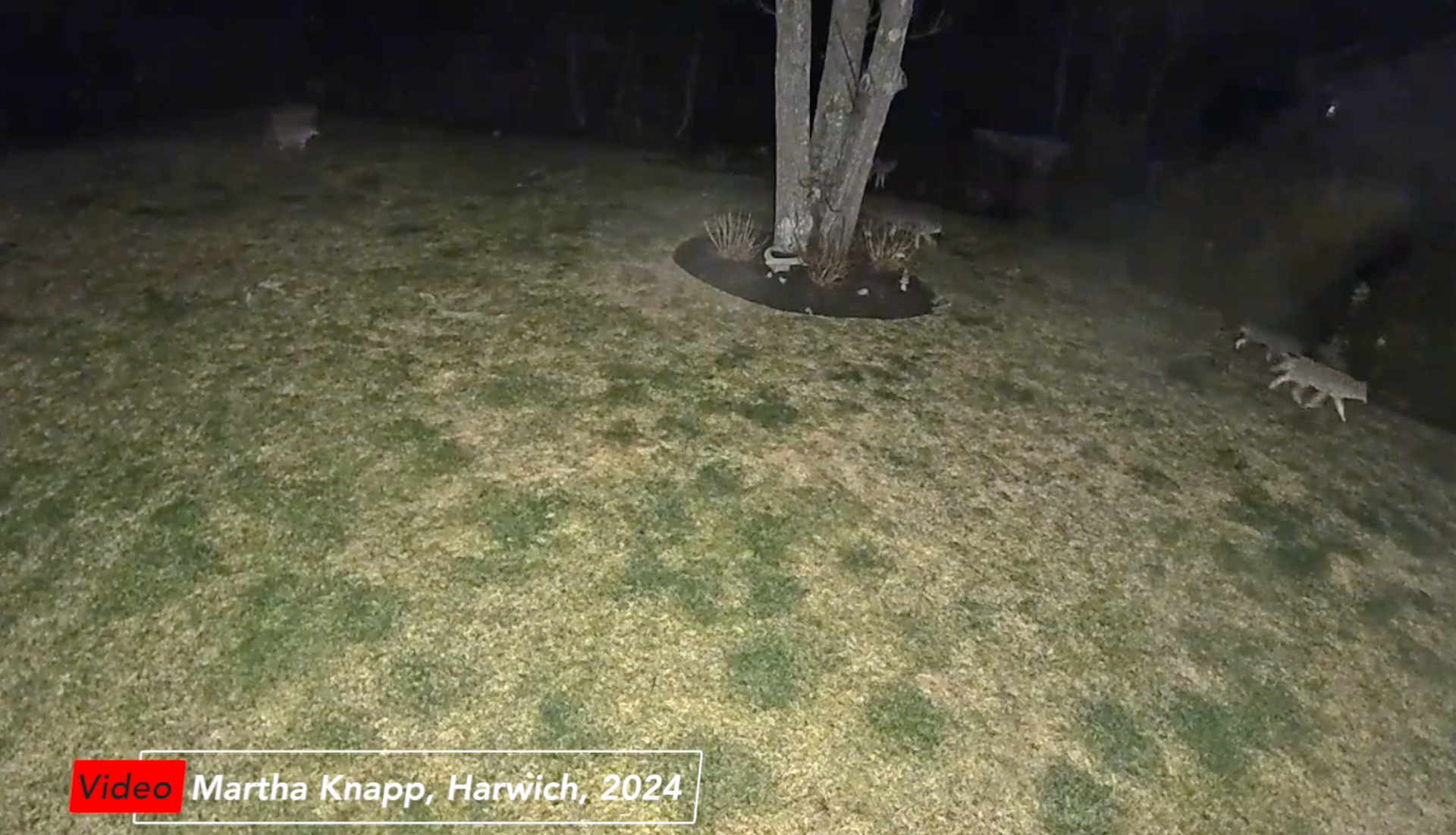 A Harwich, Massachusetts resident captures Coyotes on camera in the backyard of her Cape Cod home