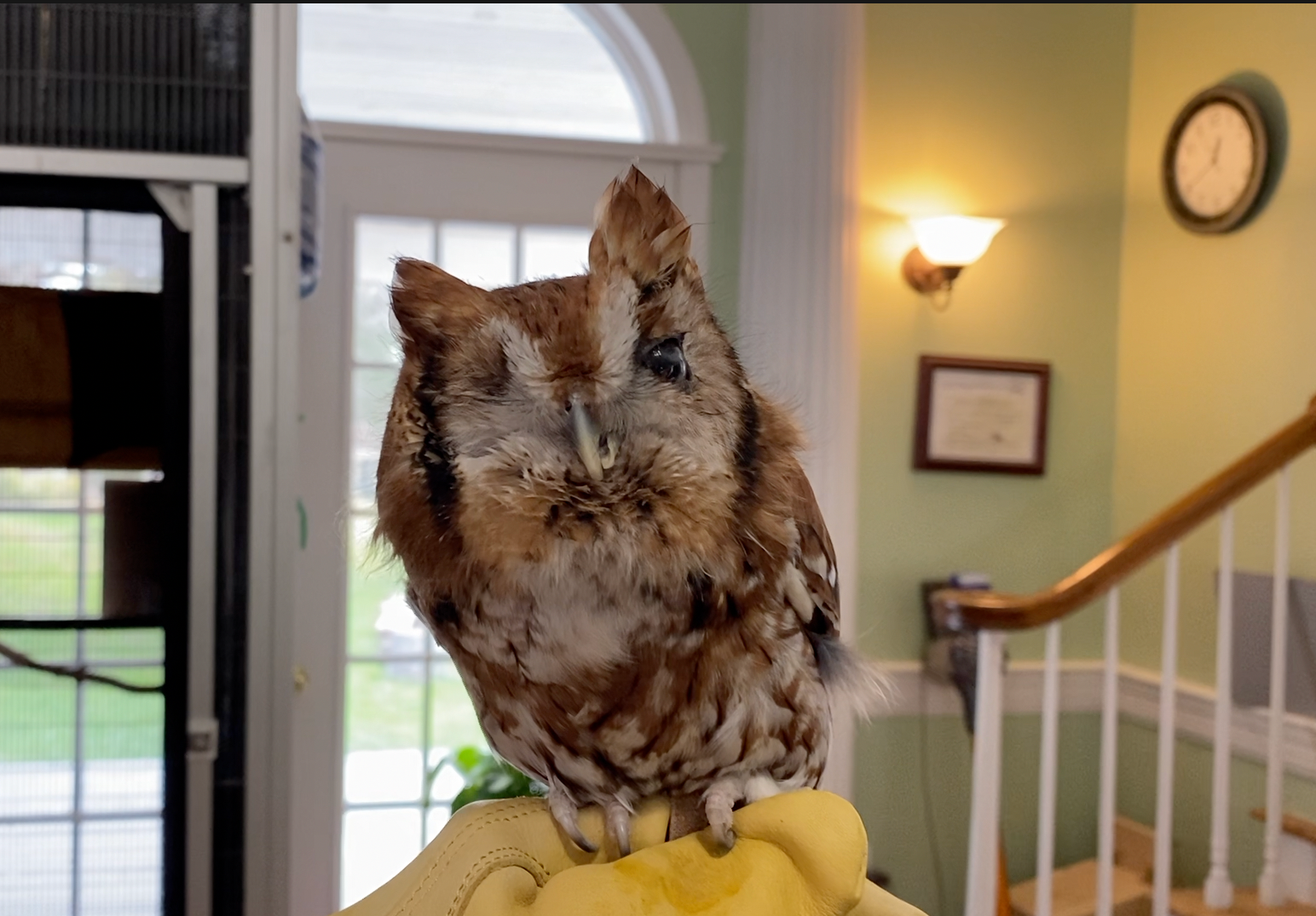 Small brown screech owl sitting on a human hand.