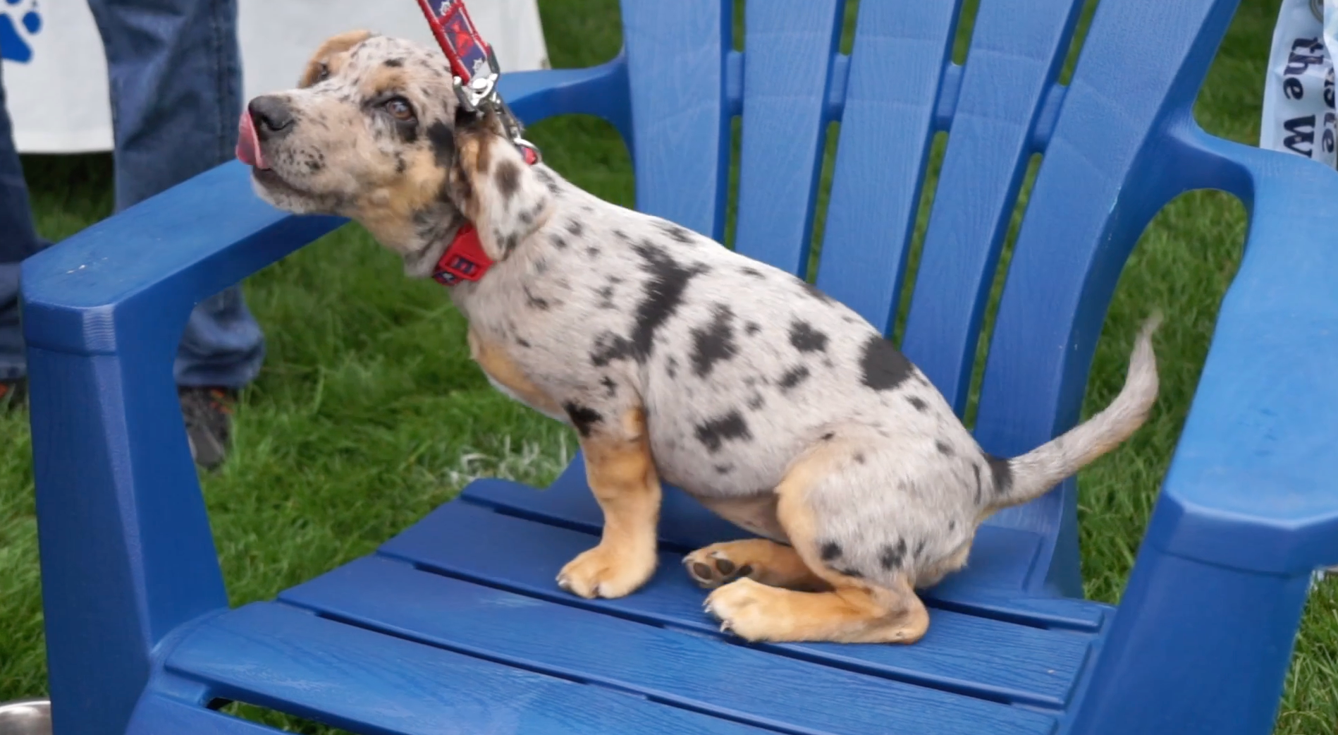 Dog with spots sits on blue chair.