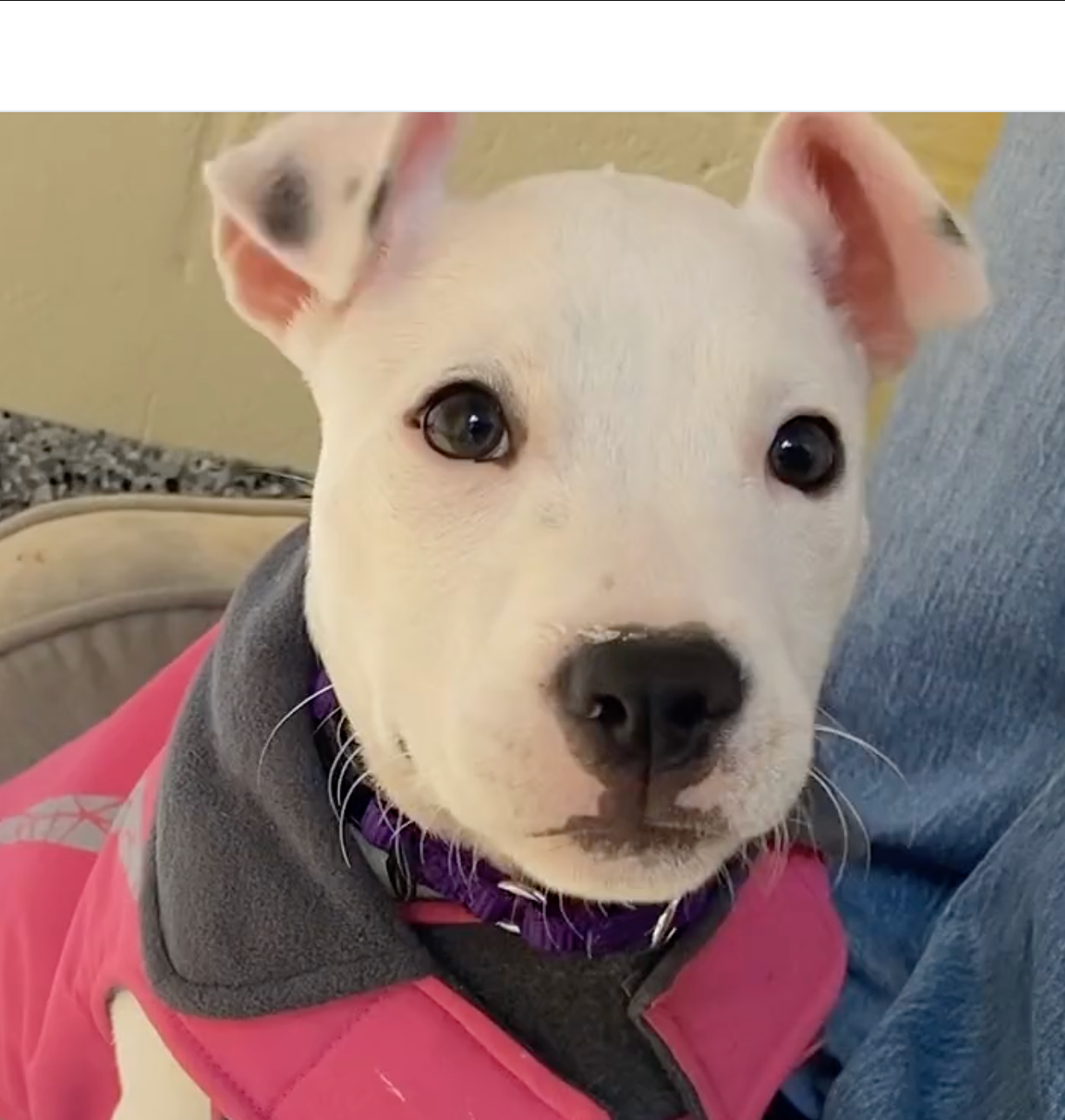 A white puppy with a pink vest looks into the camera