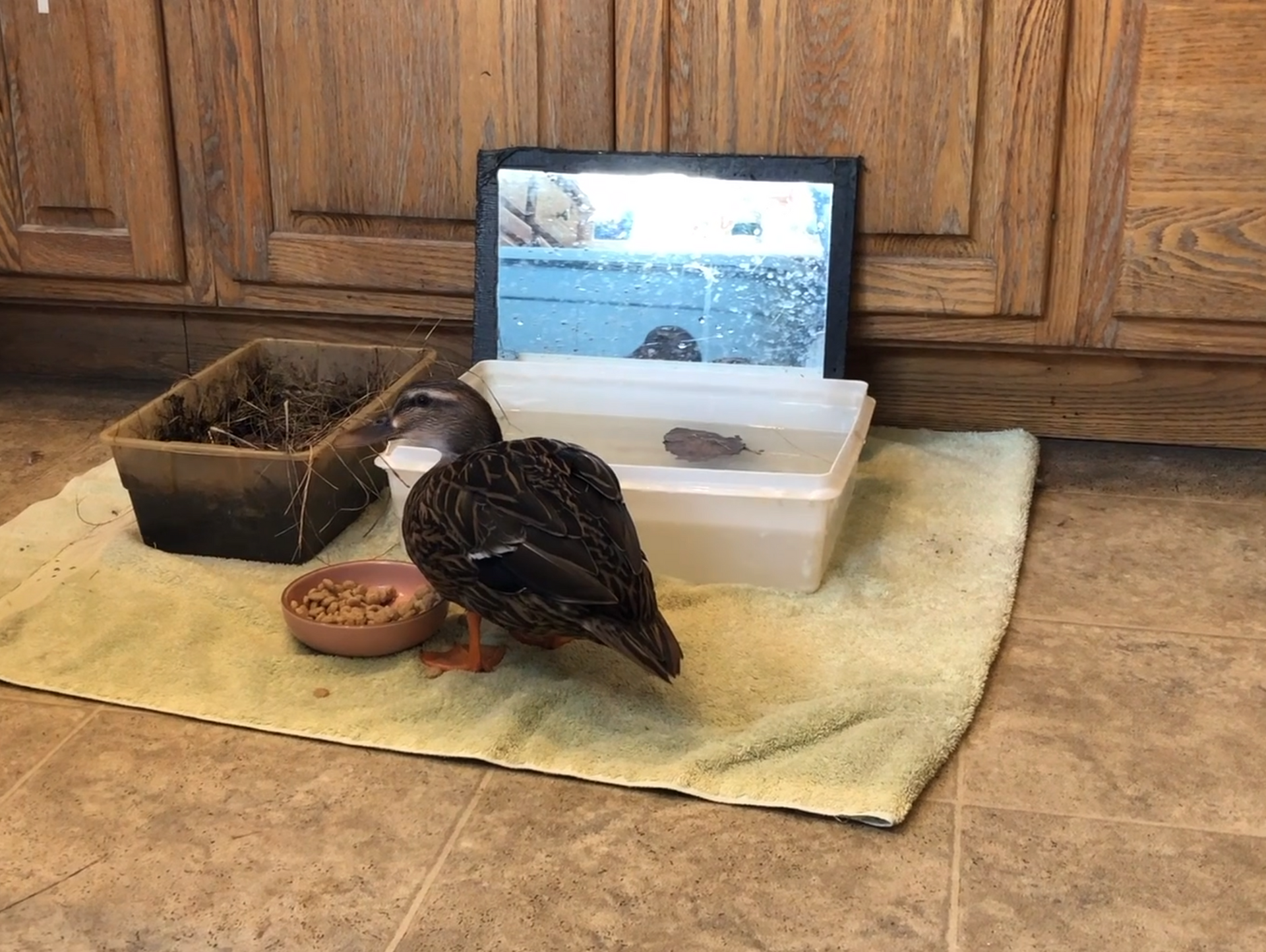 cold stunned ducks after their rescue