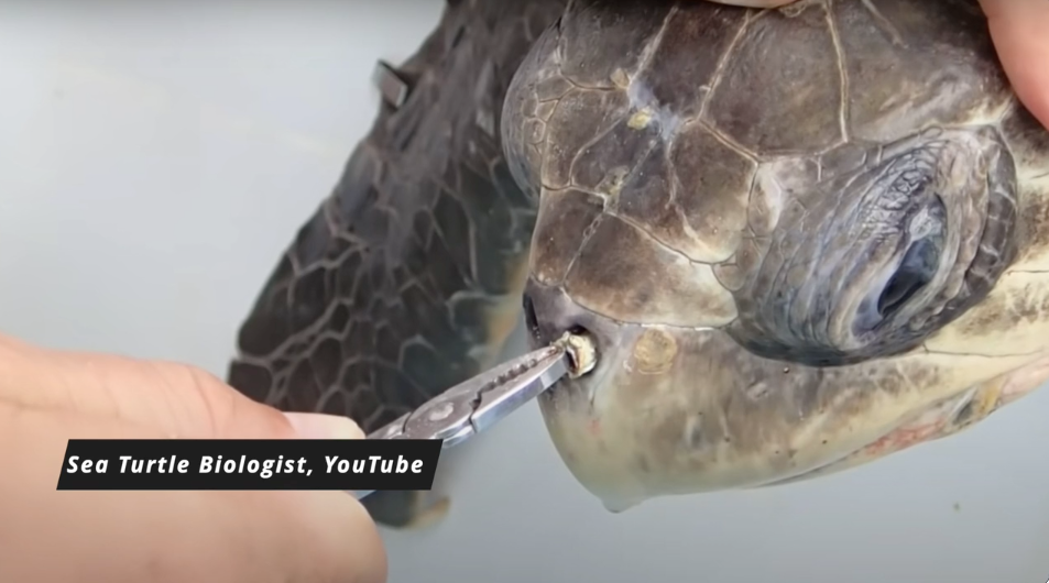 A turtle with a plastic straw lodged in its nose.