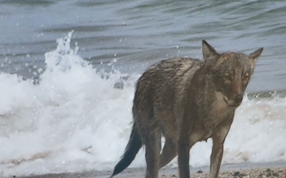 cape cod coyote