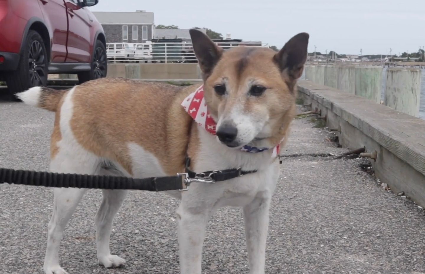 Jackson the dog reminds us that pets and people belong together