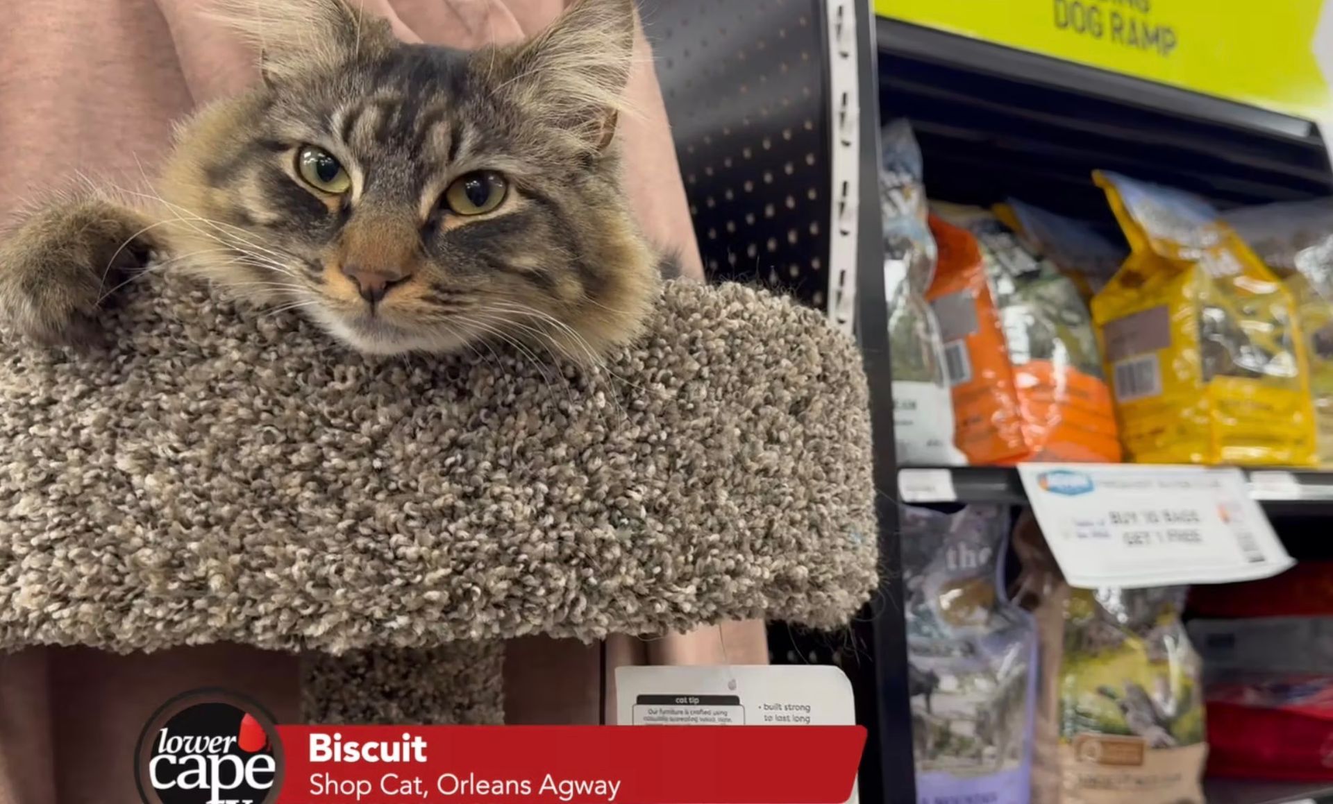 Biscuit the shop cat at the Orleans Agway store hangs out on a cat tree in one of aisles.