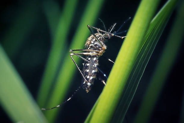 A mosquito is sitting on a green plant leaf.