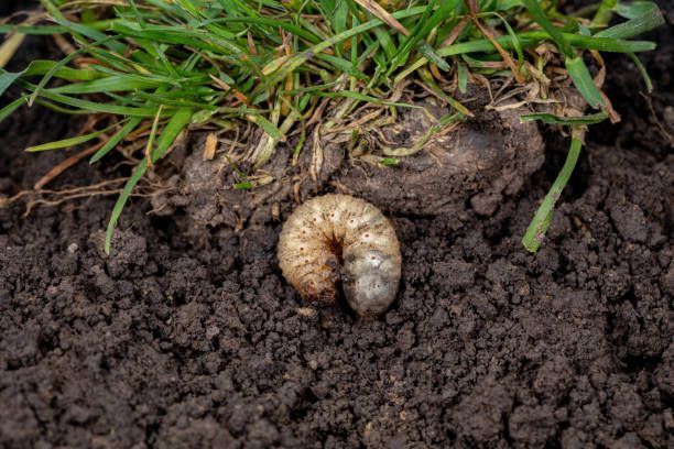 A larva is crawling on the ground next to a patch of grass.