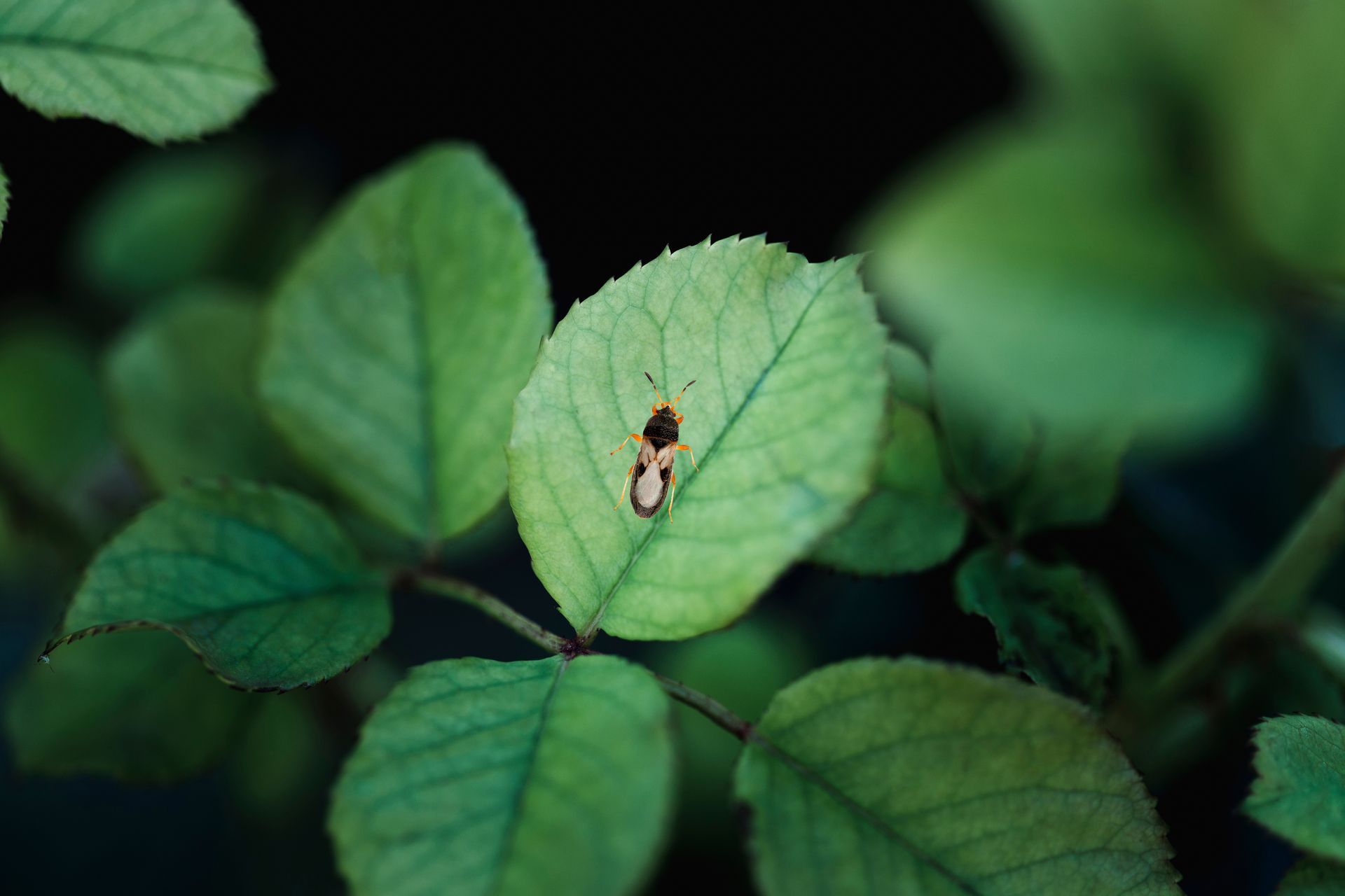 A close up of a green leaf with a purple flower on it