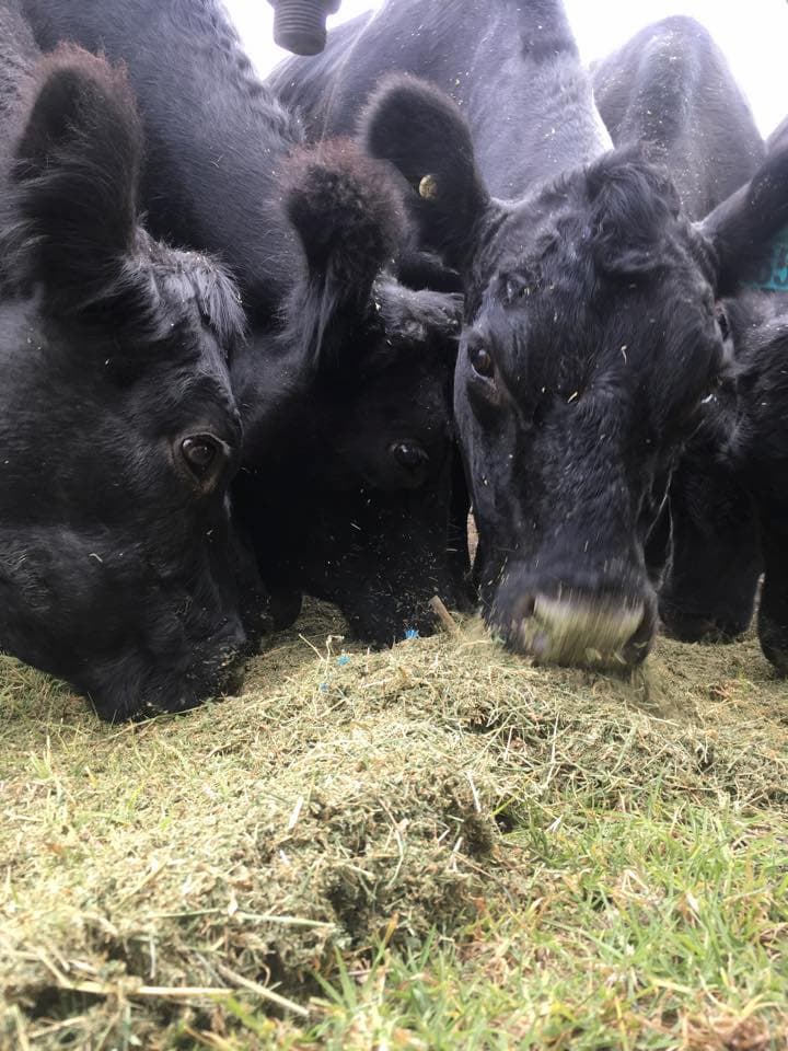 Black Cattles — Stockfeed & Farm Supplies Near Taree in Cundletown, NSW