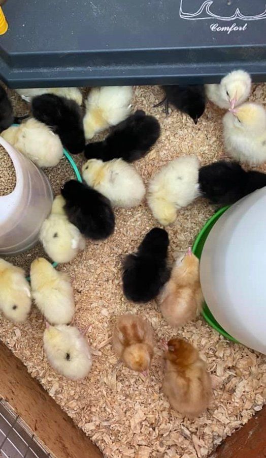Chicks — Stockfeed & Farm Supplies Near Taree in Cundletown, NSW