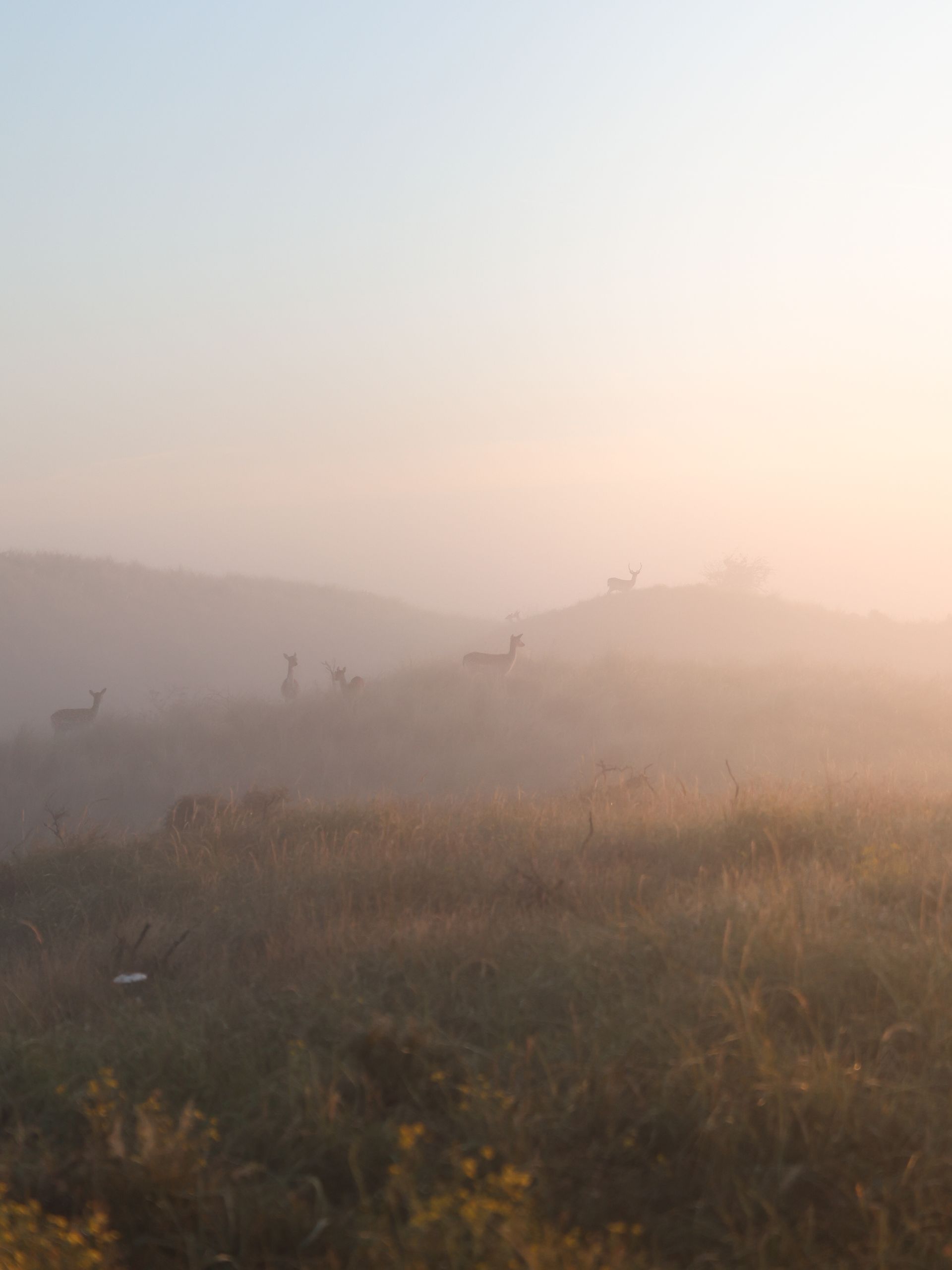 Fotografie in de Amsterdamse Waterleidingduinen